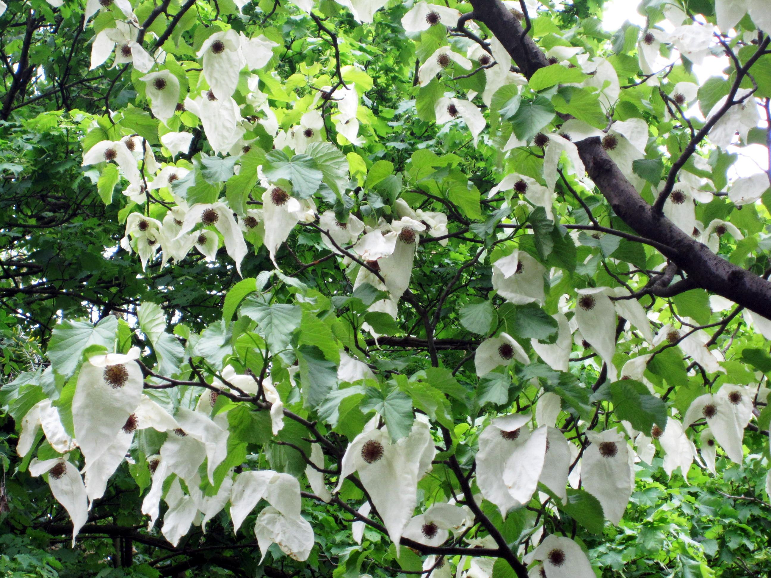 handkerchief, 2K, photograpy, tree, nature, white, HD Wallpaper