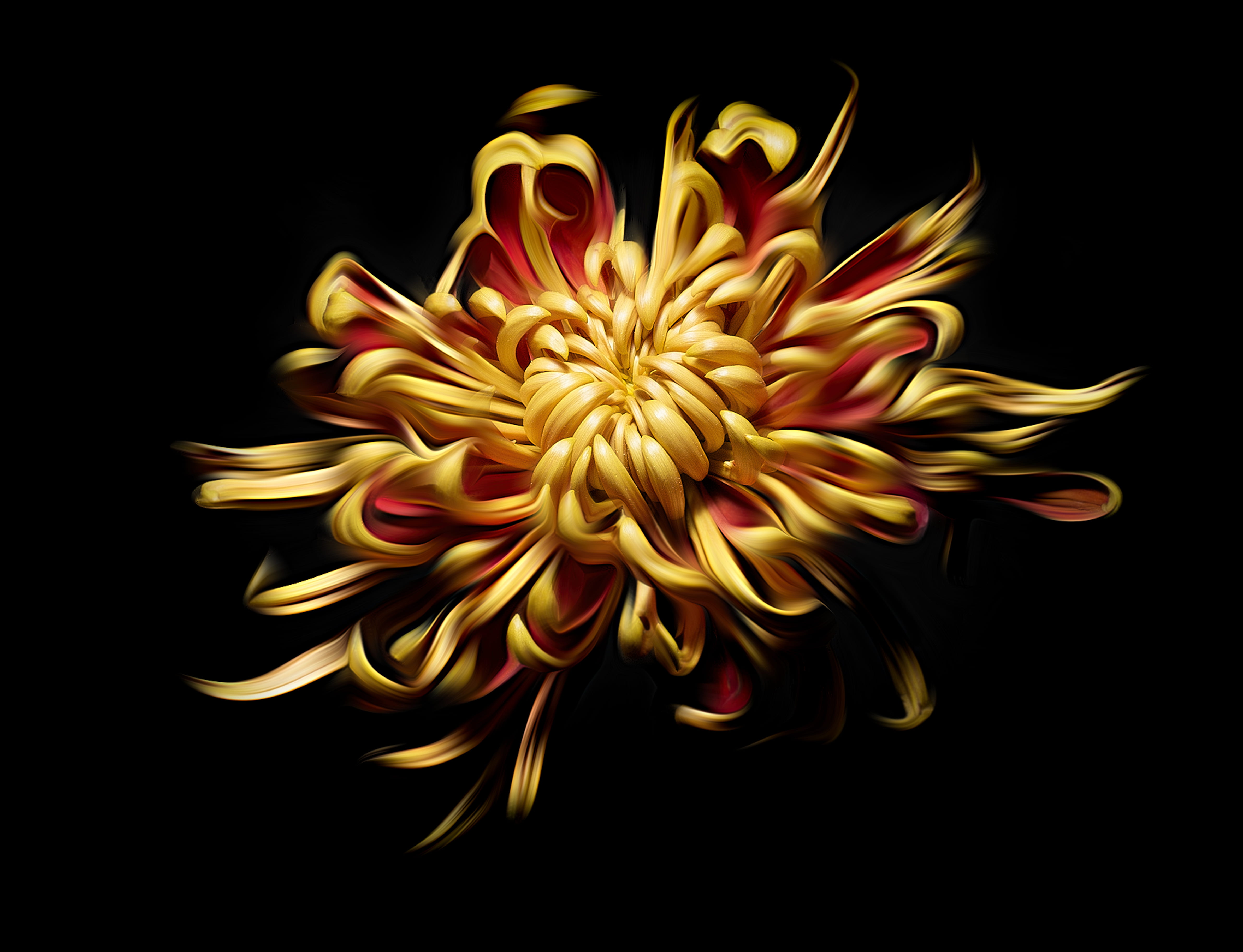 floral, inflorescence, soft, petal, 4K, cut out, big, photograpy, night, fragility, contrast, close-up, flowering plant, vulnerability, indoors, shallow, HD Wallpaper