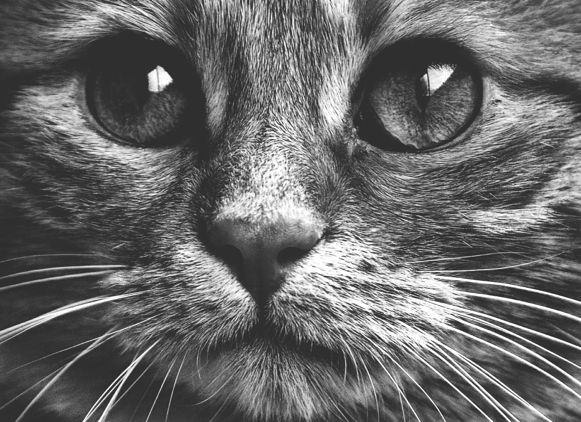 animal eye, portrait, whisker, looking at camera, photograpy, mackerel, fur, animal nose, mammal, vertebrate, cat, cute, young cat, domestic, adidas, gray, HD Wallpaper