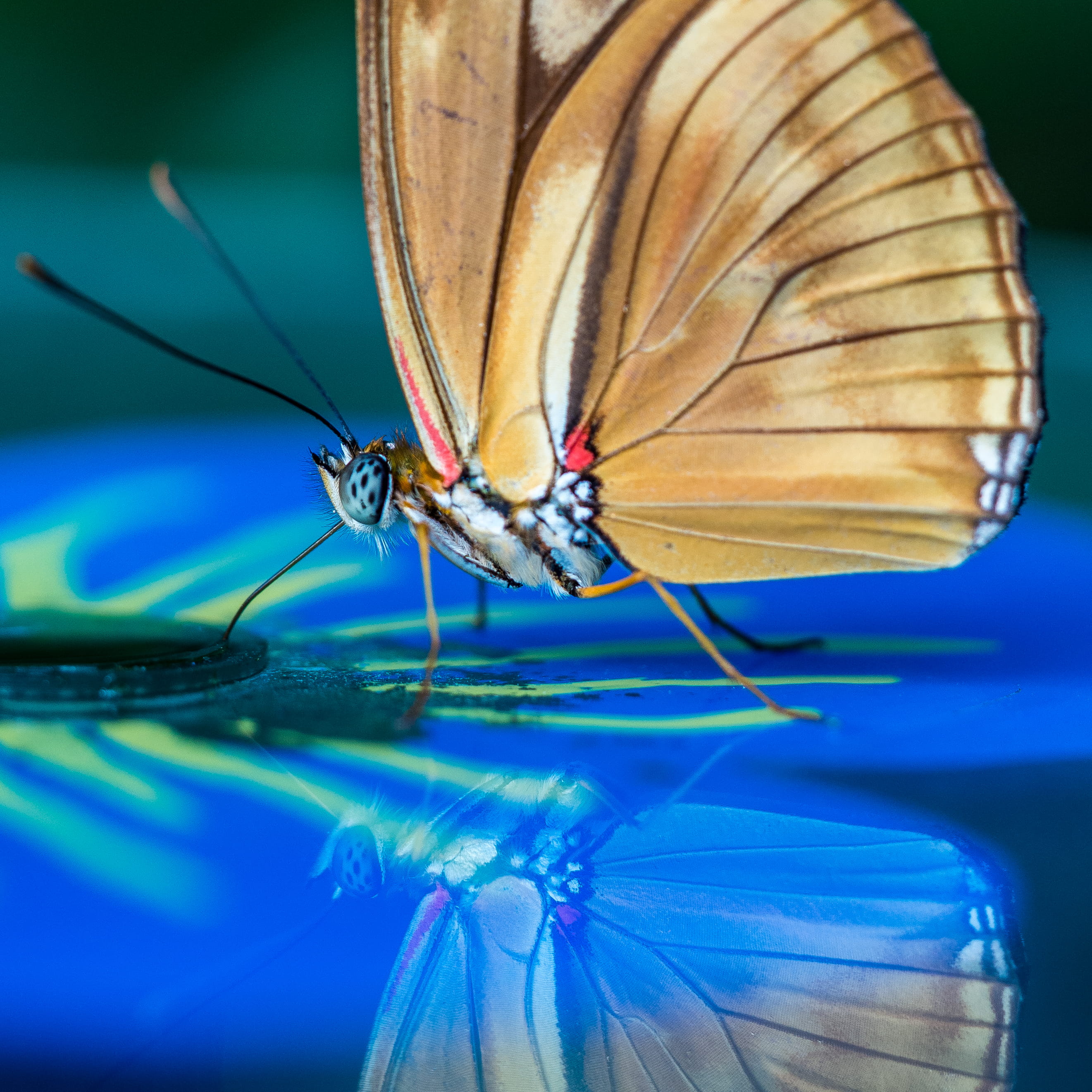 photograpy, close-up, animal wildlife, blossom, animal body part, animal themes, invertebrate, no people, brown, monarch, animal wing, flower, one animal, Phone HD Wallpaper