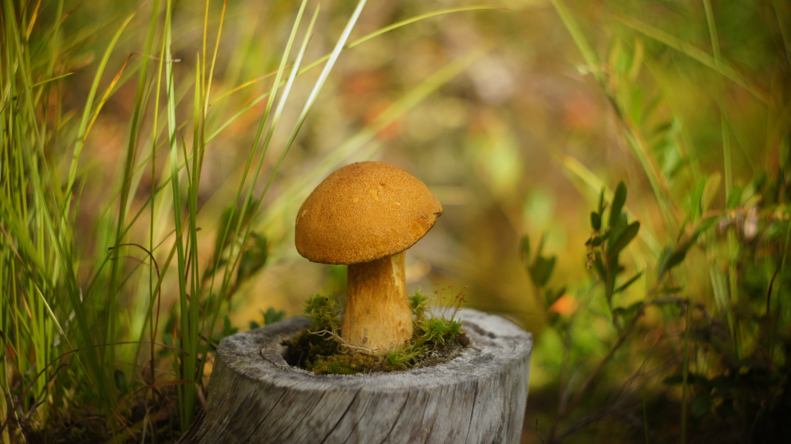 growth, toadstool, day, forest, food, plant, food and drink, freshness, no people, focus on foreground, brown, forest mushroom, selective, beauty in nature, HD Wallpaper