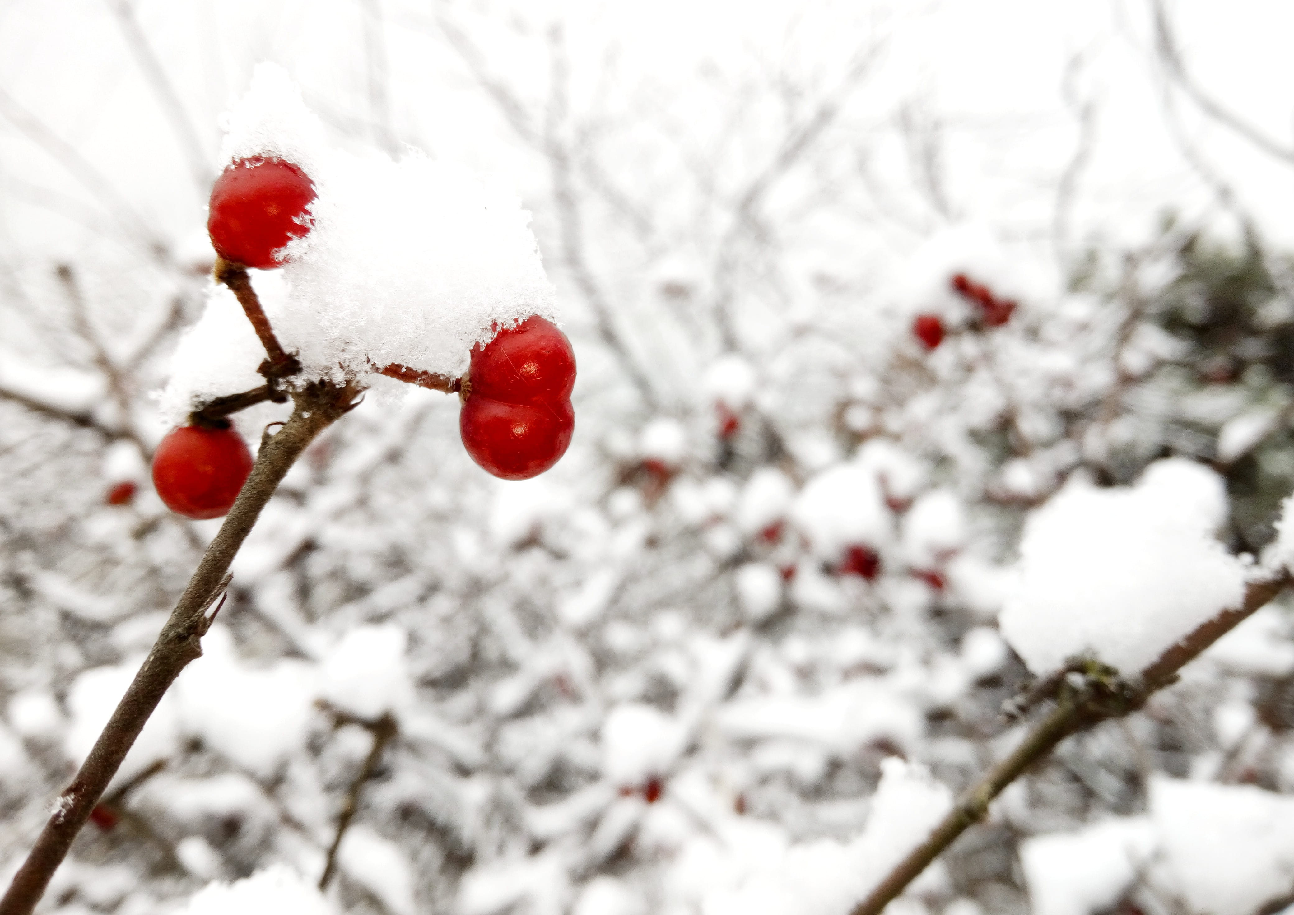 winter, ripe, extreme weather, focus on foreground, food, phone photograpy, plant, 4K, freshness, beauty in nature, outdoors, snow, china, fruit, street photography, HD Wallpaper