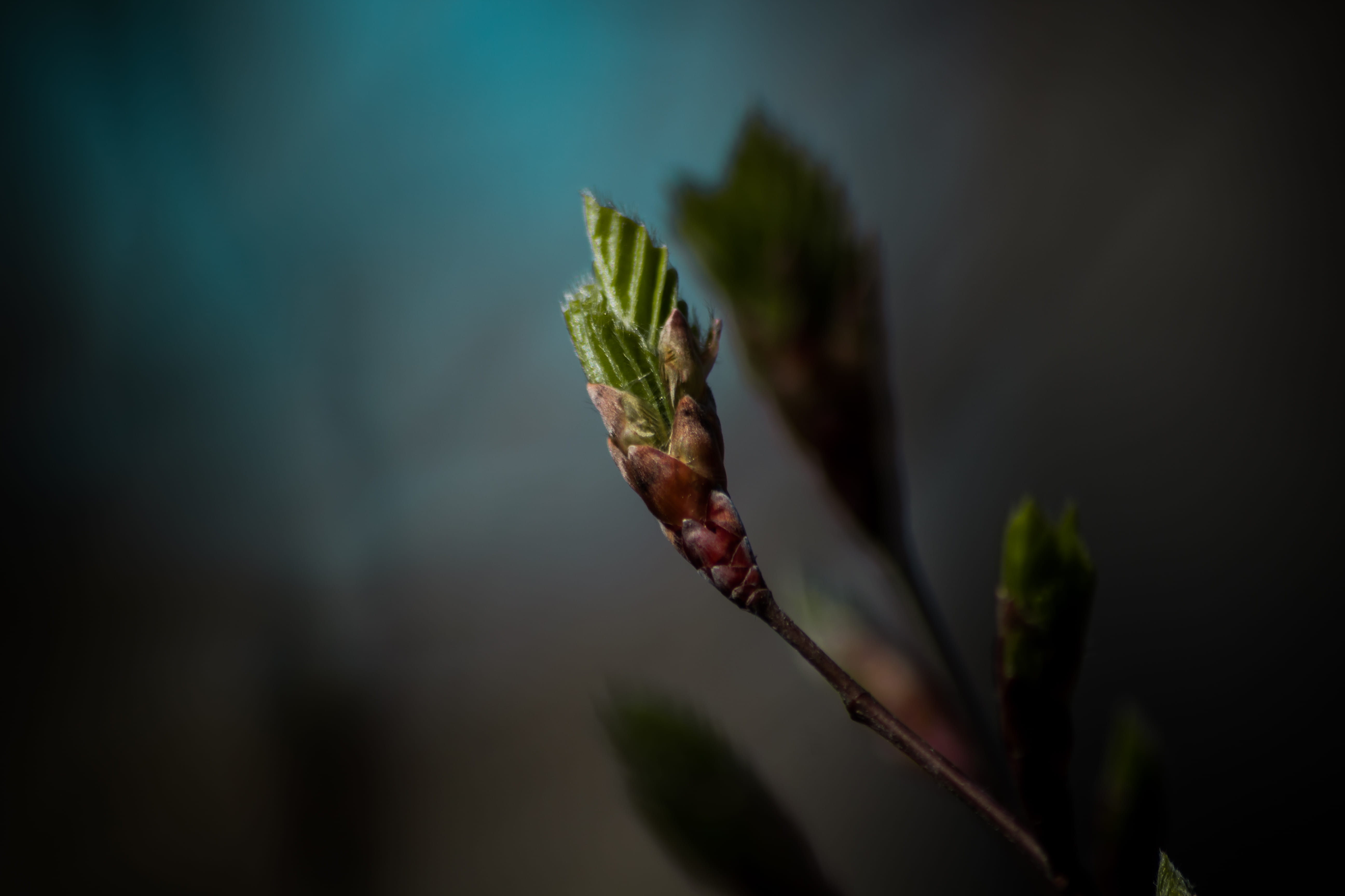 blue, close-up, beauty in nature, natural condition, new, selective focus, beginnings, plant, plant stem, bud, outdoors, nature, vulnerability, plant part, HD Wallpaper