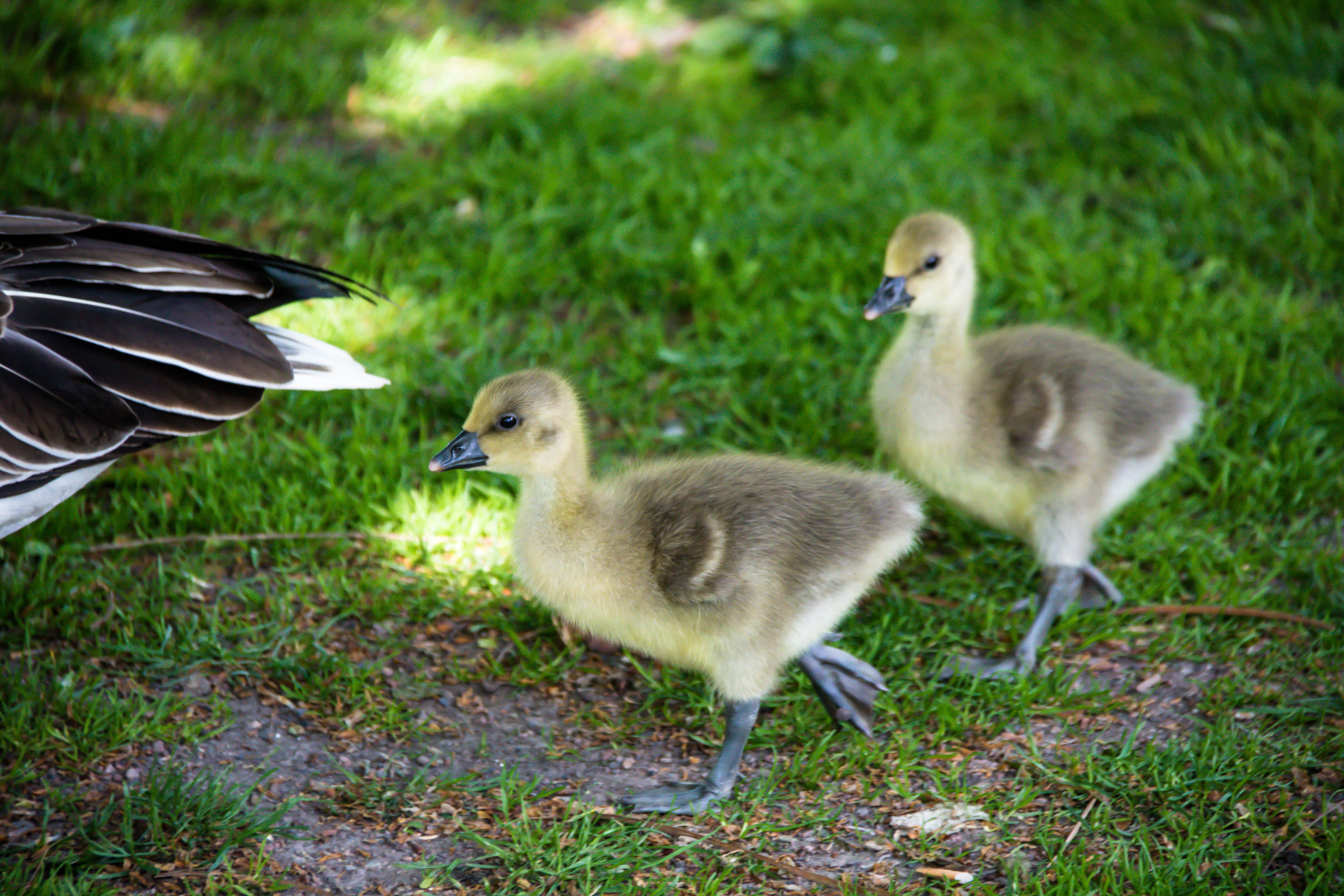 ef, grågås, f/3.5, bird, mm, two, 760d, wildlife, ducklings, greylag goose, geo:location, focal_length, goose, Malmö, canon  camera, gås, photograpy, aperture, HD Wallpaper