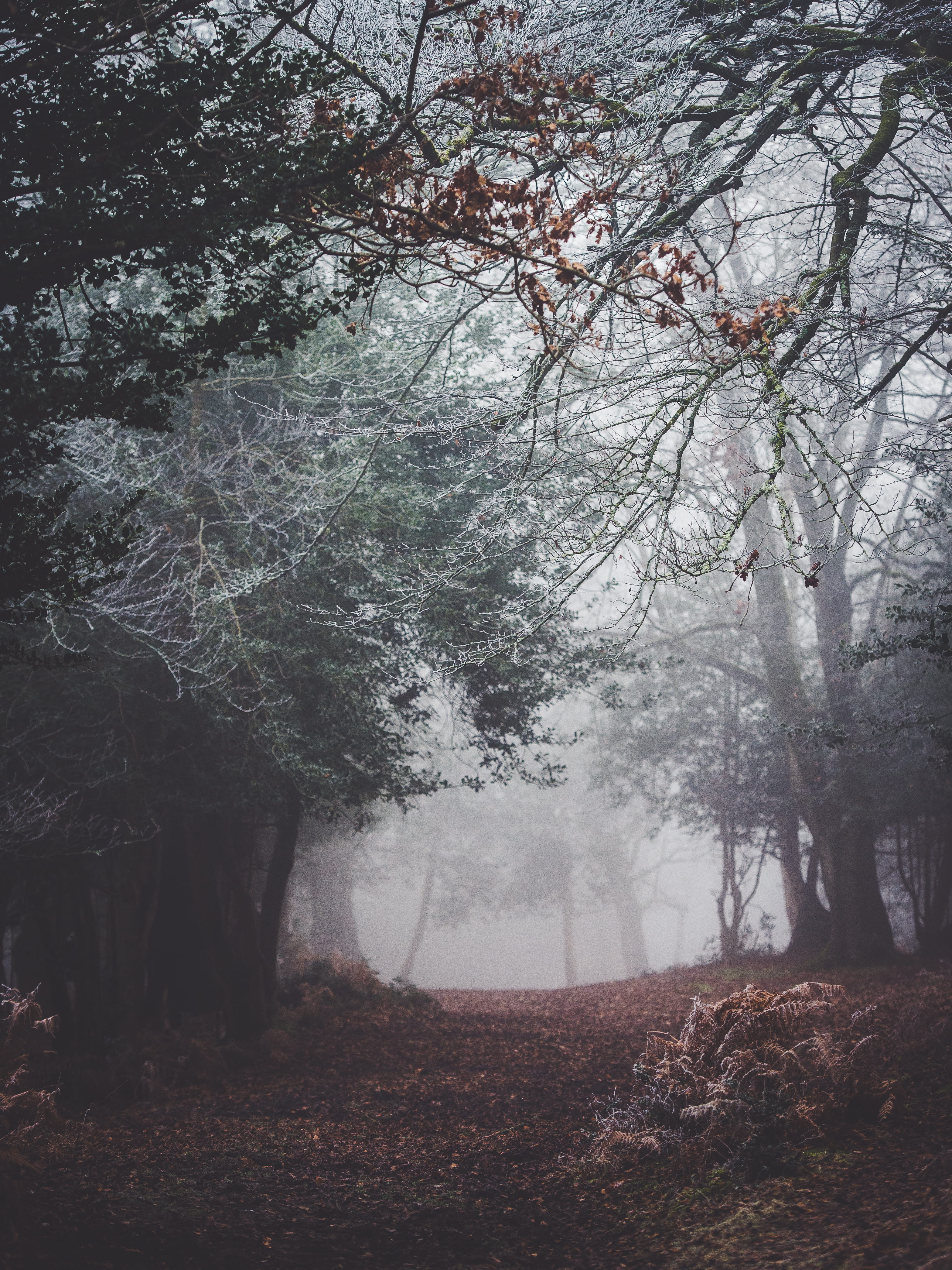 landscape, autumn, outdoors, leaf, mist, fogs, tree, 4K, scenics - nature, growth, brown, wood, woodland, idyllic, tranquility, no people, fog, branch, Phone HD Wallpaper