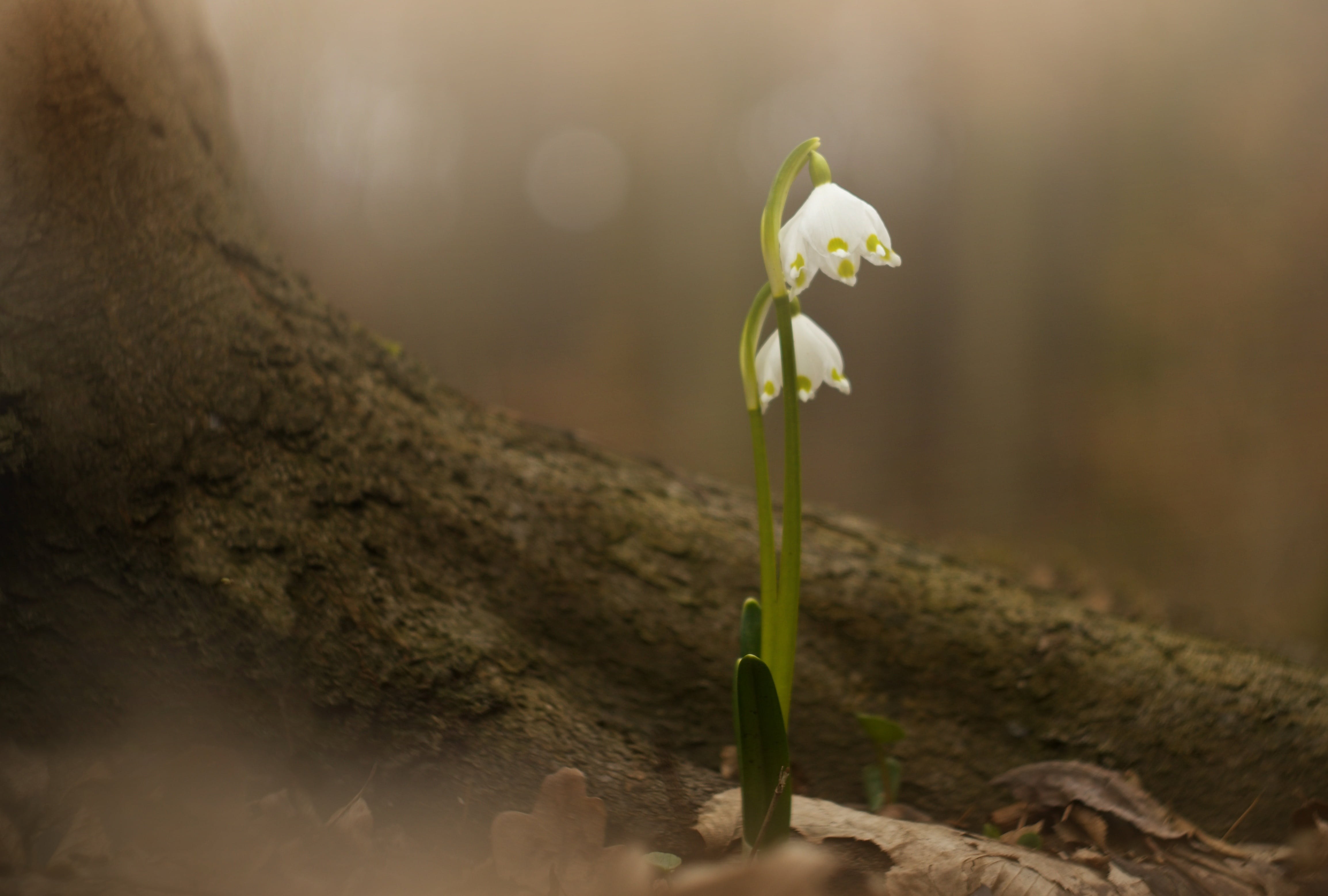 growth, inflorescence, spring, flower head, beauty in nature, no people, springtime, close-up, nature, macro, outdoors, plant, flowering, petal, focus on foreground, HD Wallpaper
