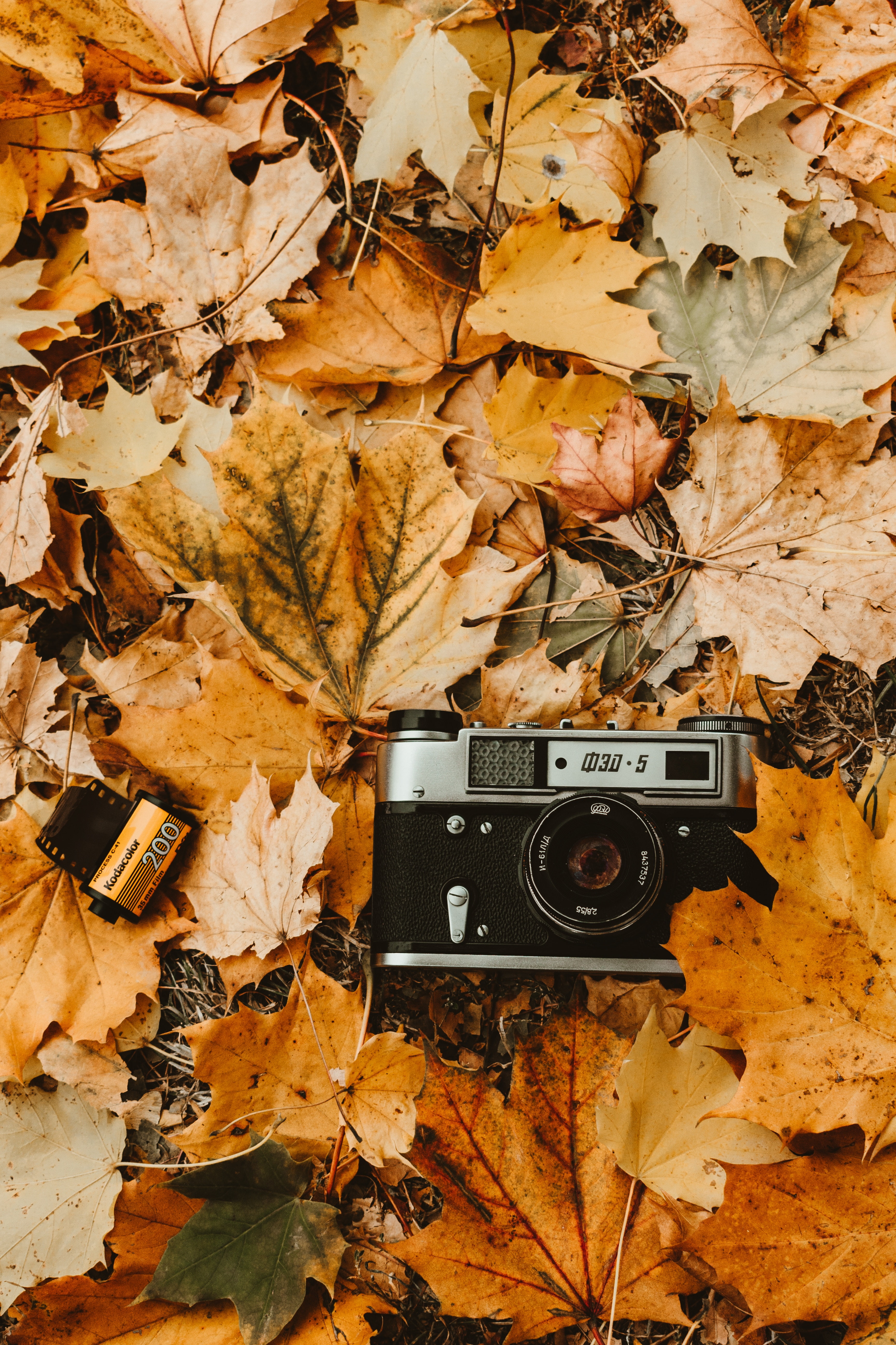 5K, foliage, retro, vintage, autumn, camera, photographic film, Phone HD Wallpaper