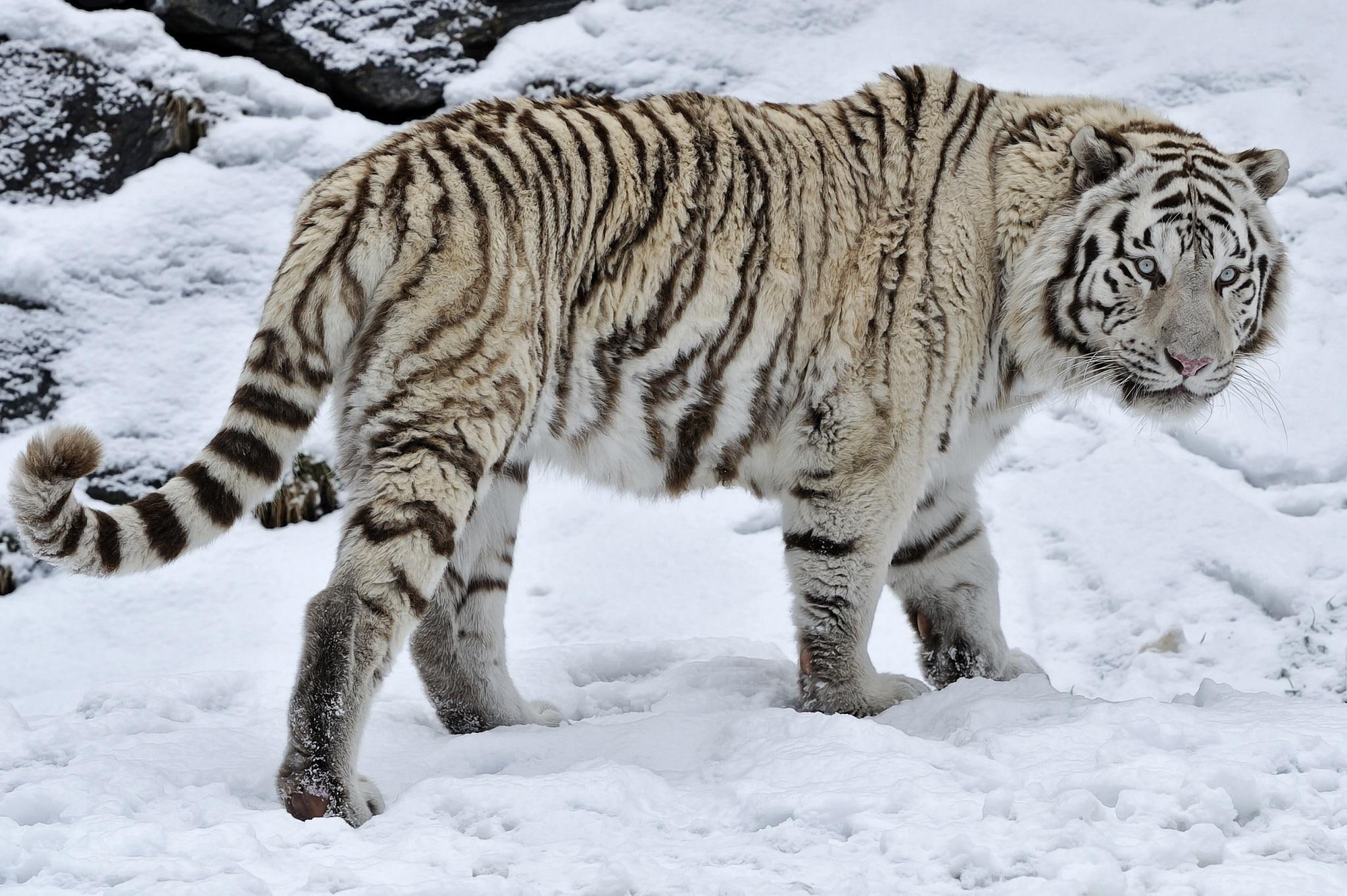 gray, winter, high, black, cat, cats, resolution, 1080P, tiger, snow, wild, white, HD Wallpaper
