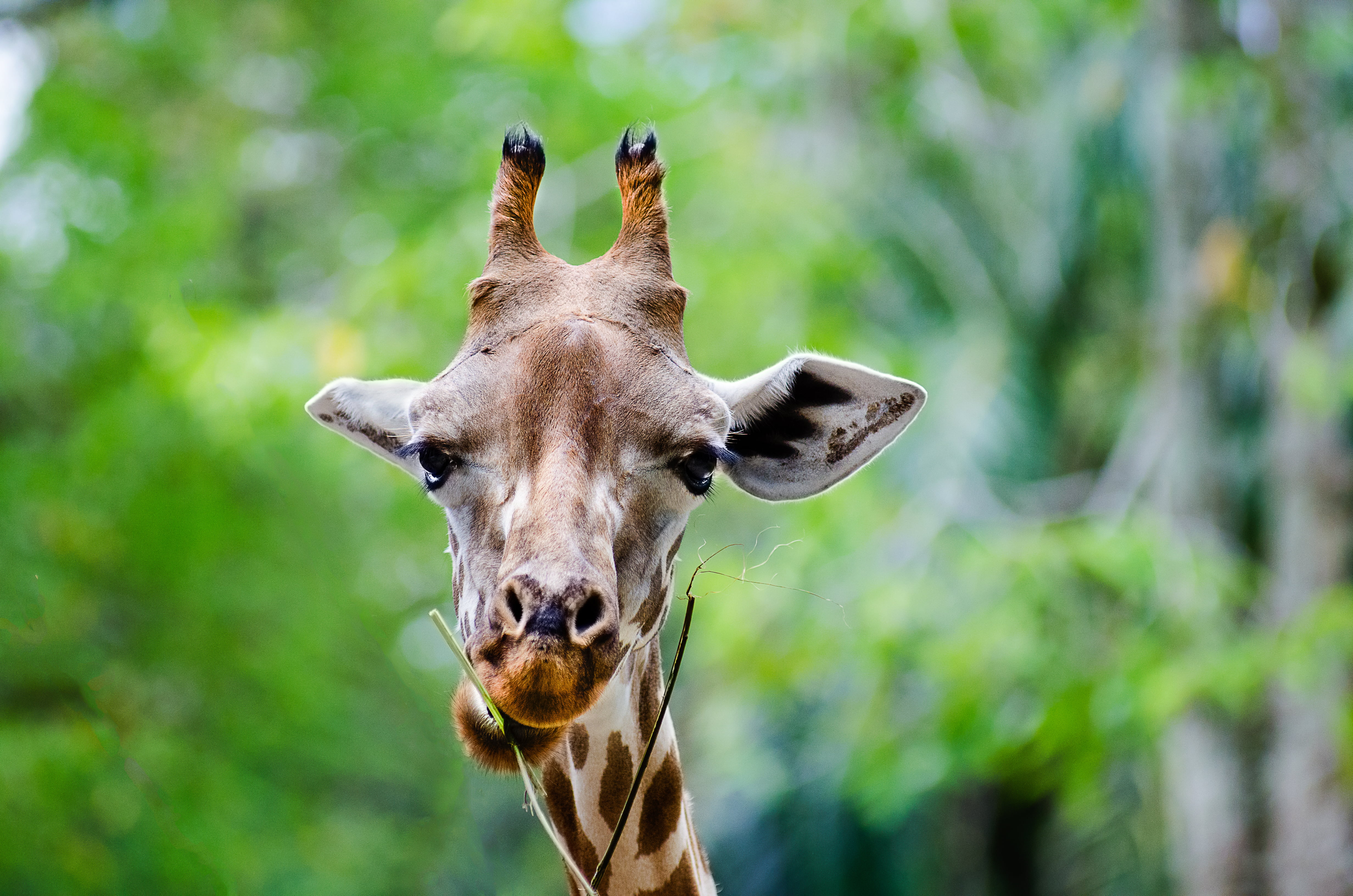 Giraffa, Malaysia, nature, Giraffe, Photography, Taiping  Perak, MY  animal, mammal, day, animal, 自然, 4K, horned, portrait, time, animals, f2.8, 霹雳, Male, HD Wallpaper