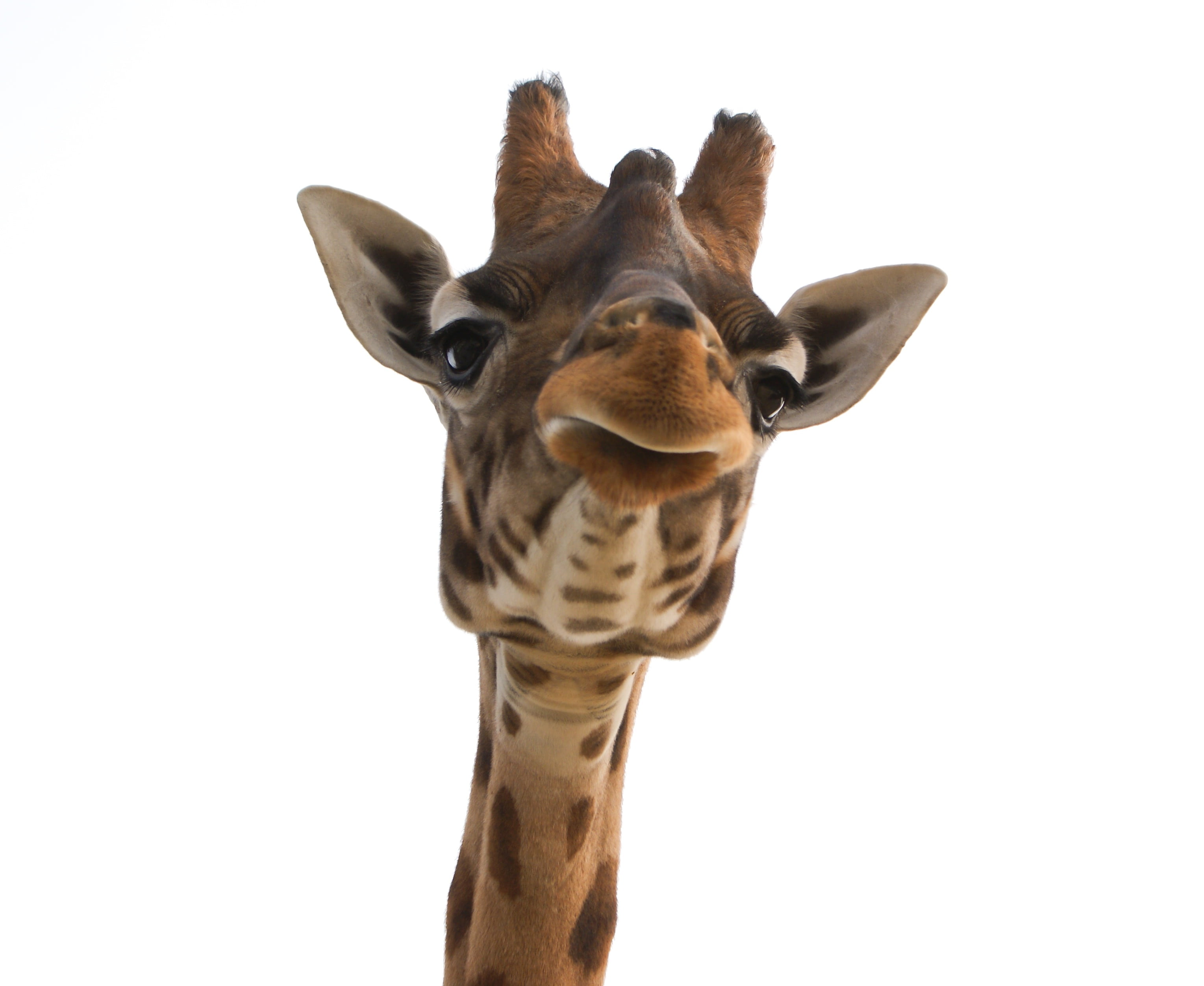 cut out, animal head, animal body part, white background, mammal, studio shot, background, animal wildlife, herbivorous, one animal, africa, zoo, looking at camera, HD Wallpaper