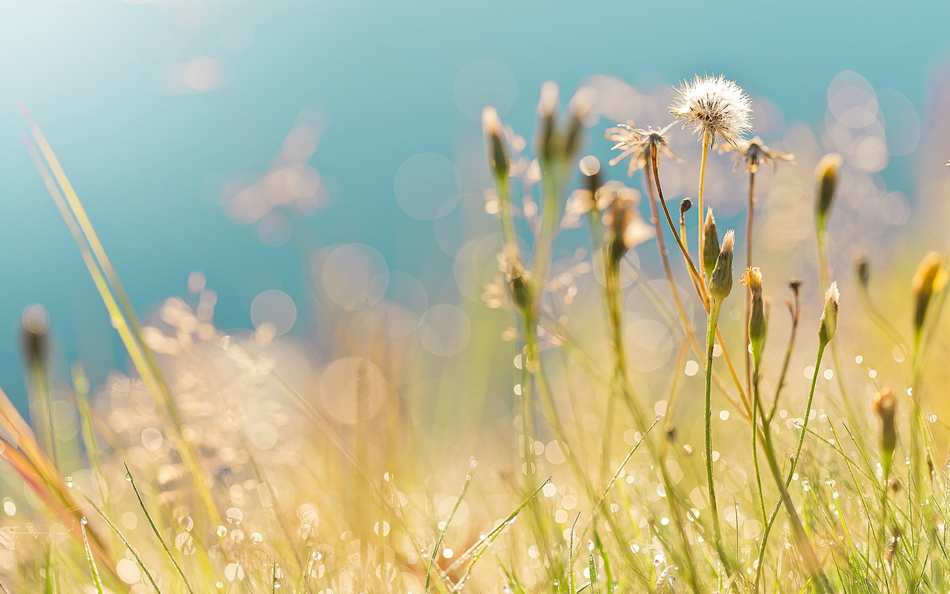 Summer, Grass, Drops, Dew, Field, Highlights, Morning, 1080P, Dandelions, plant, green, HD Wallpaper
