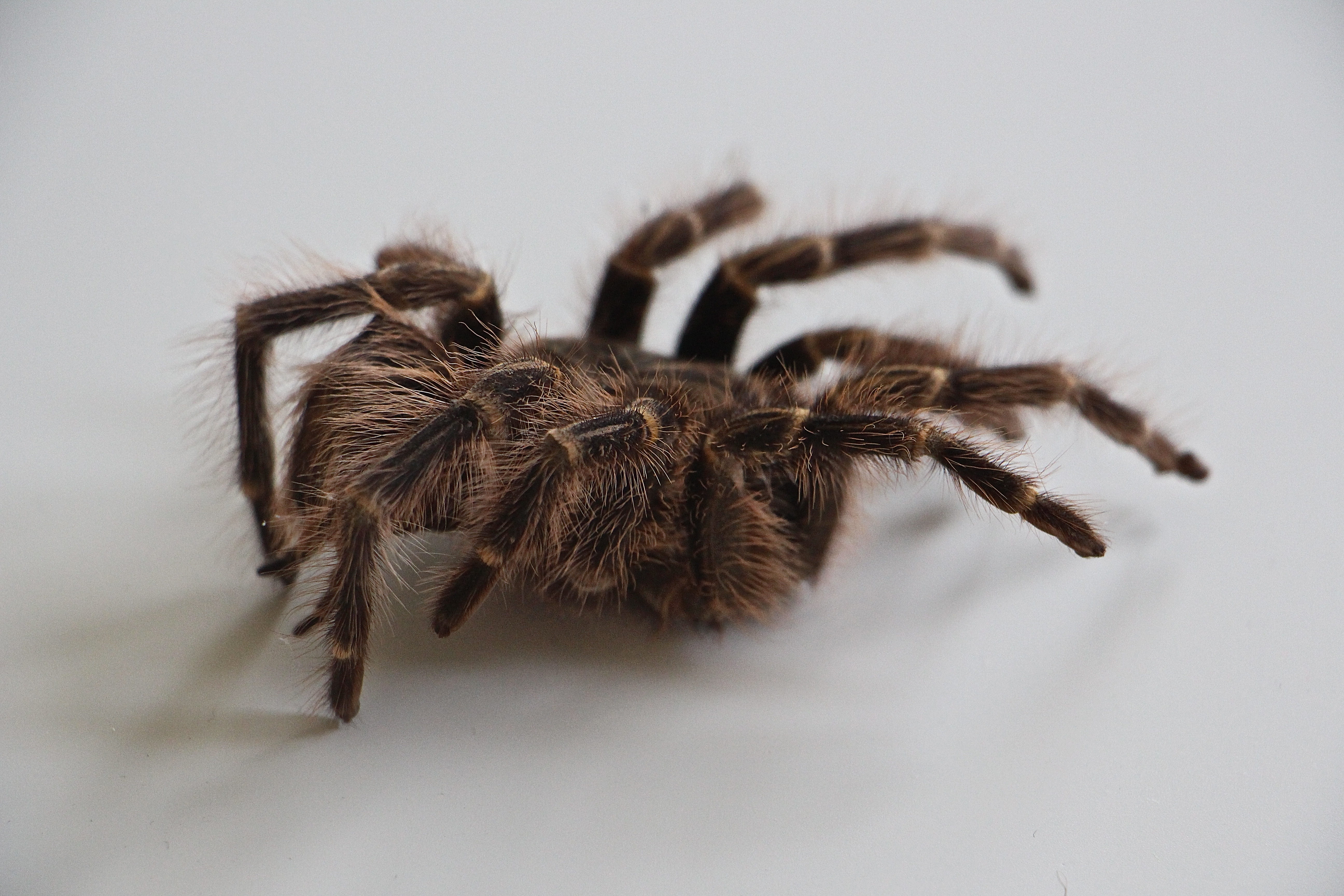 close-up, studio shot, fear, animal themes, spider, animal, skin, invertebrate, arthropod, hairy, insect, skinned, no people, nature, poisonous, 5K, animal wildlife, HD Wallpaper