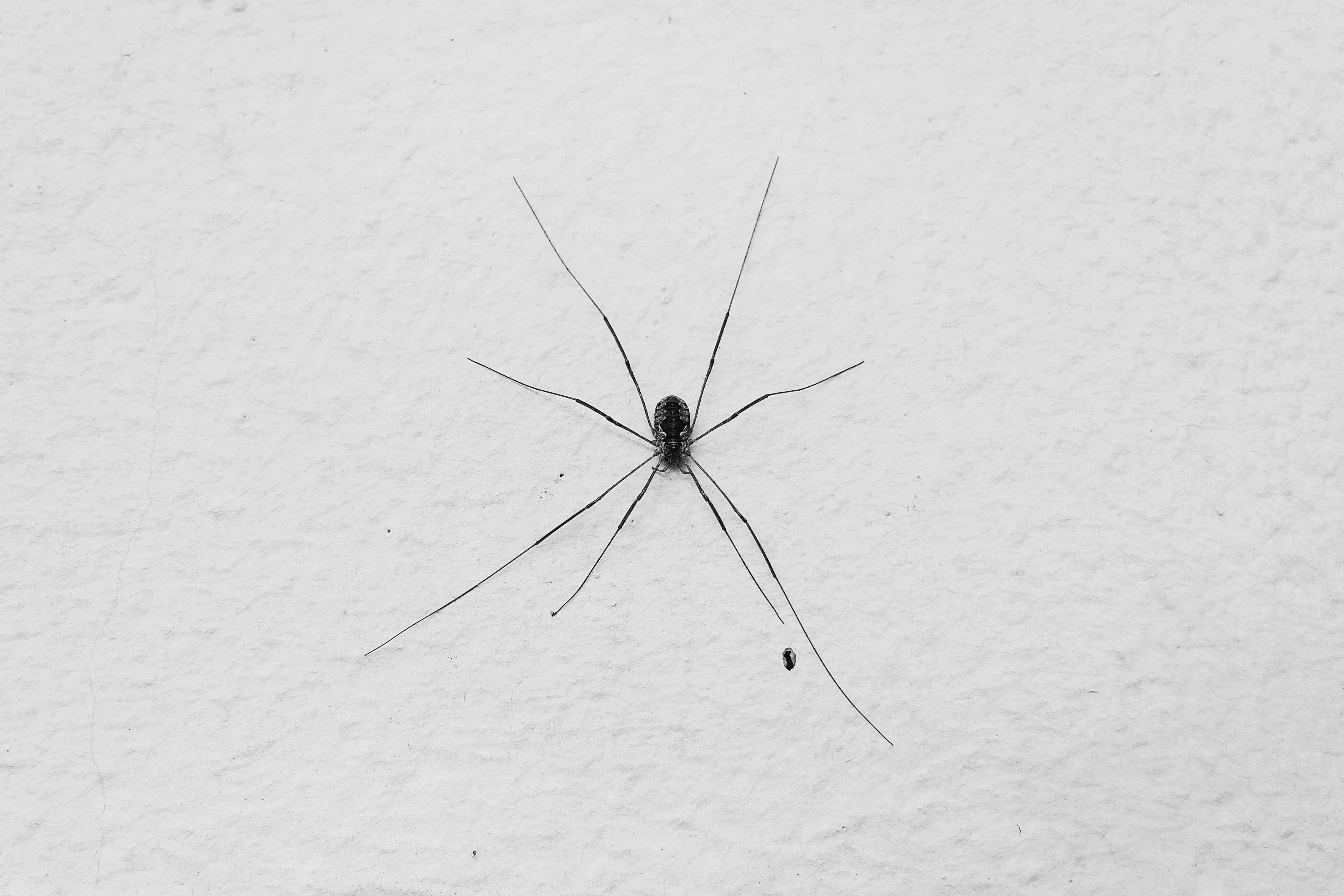 4K, black and white, insect, spider, one animal, phobia, day, invertebrate, white background, animal, no people, fear, danger, nature, arthropod, animal wing, HD Wallpaper