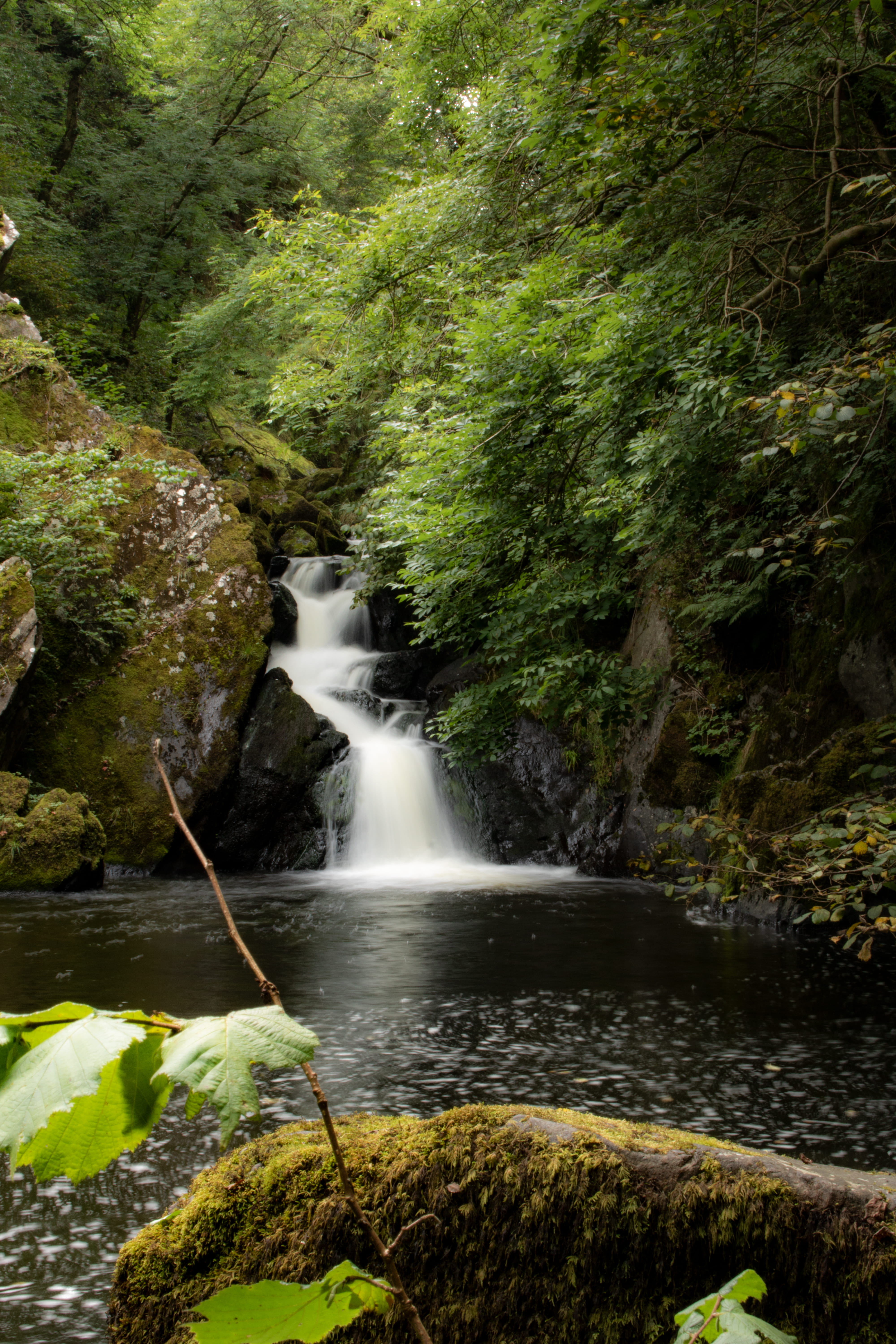 forest, tree, rock, ireland, no people, rainforest, stream - flowing water, power in nature, moss, blurred motion, land, pool, 5K, plant, outdoors, nature, Phone HD Wallpaper