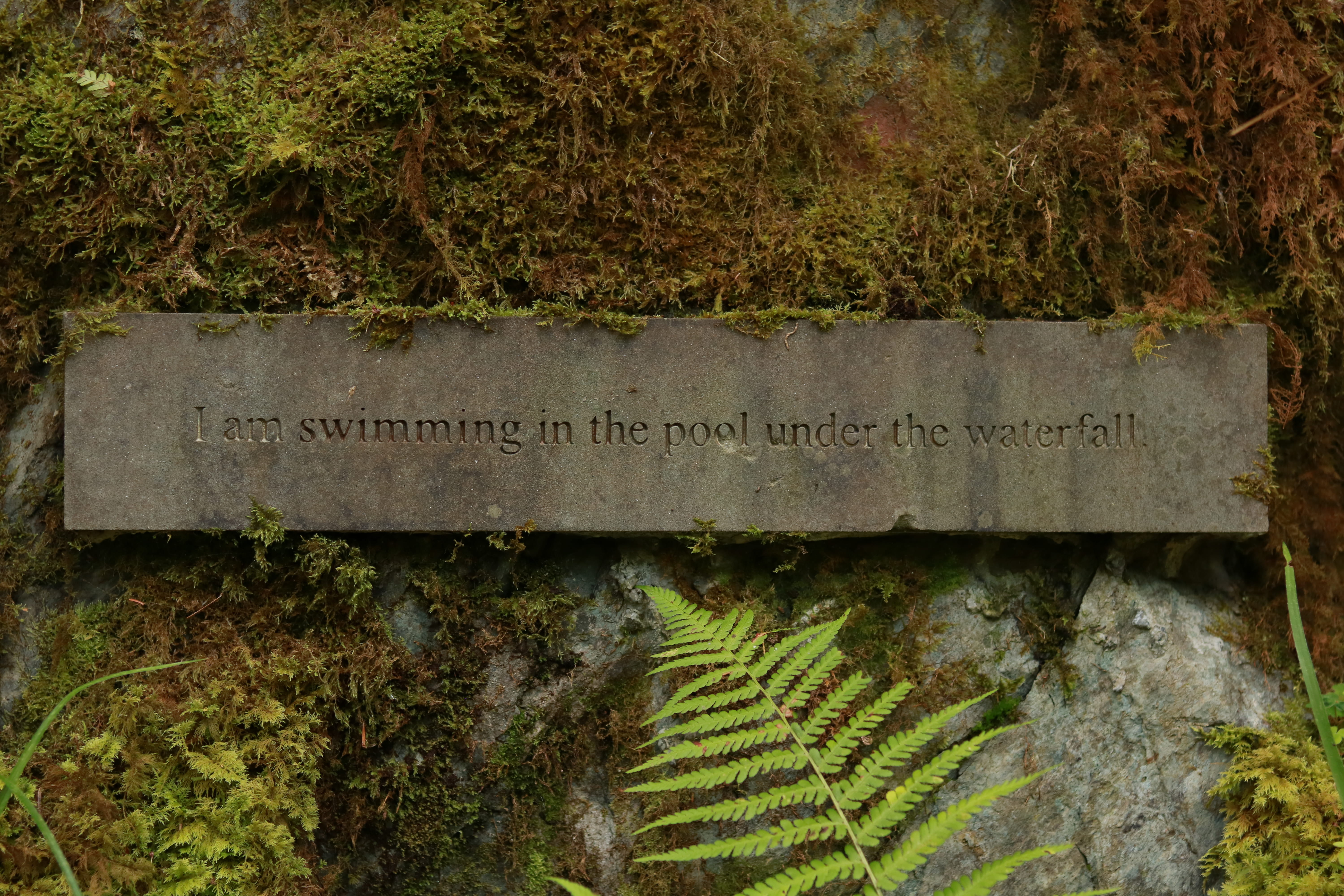 fern, plant part, stone, close-up, engraved, leaf, non-western script, signage, growth, western script, no people, ground, green color, 5K, slate, information, HD Wallpaper