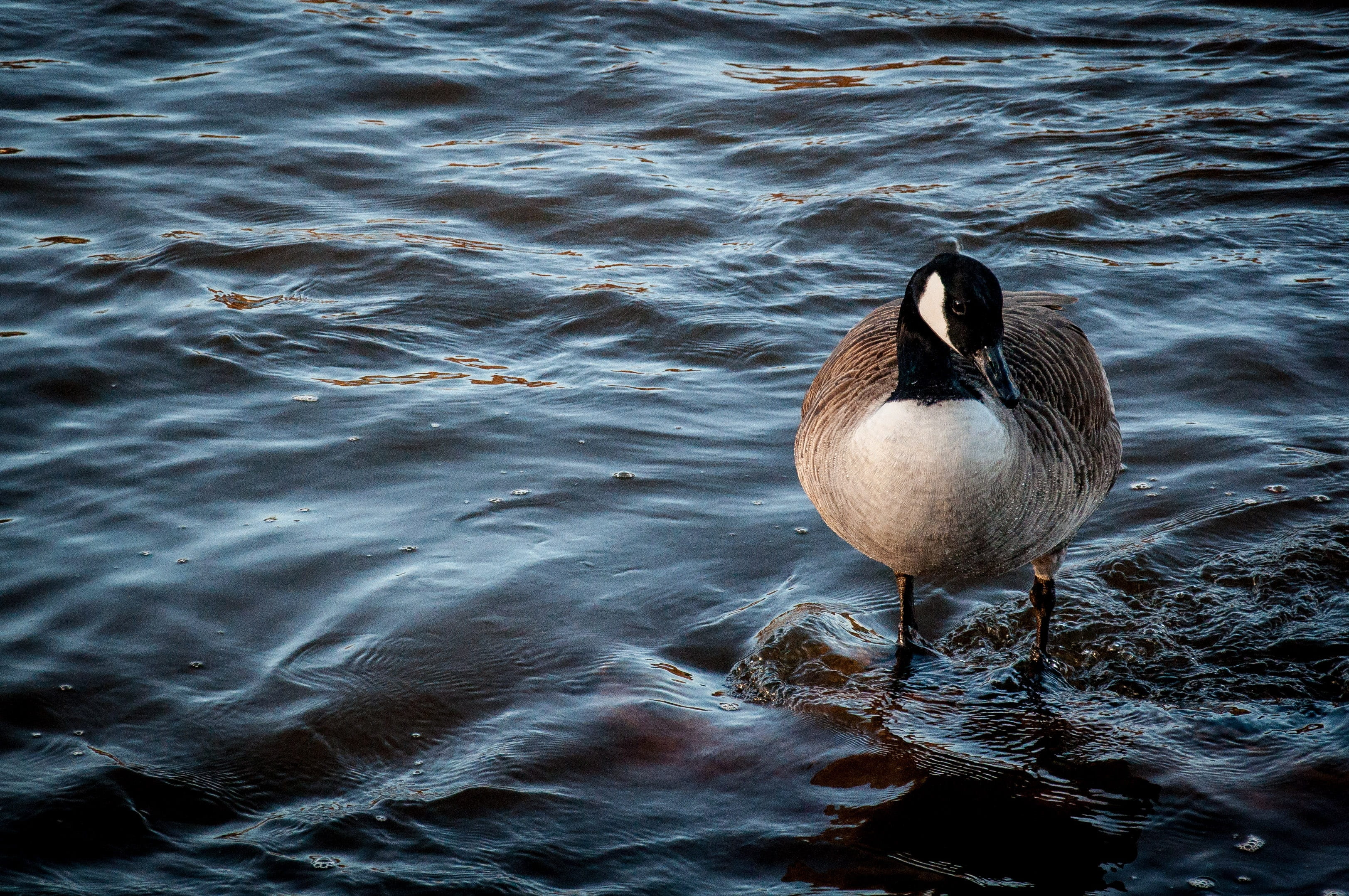 day, animal themes, animal, bernikla canadian, one animal, nature, animals in the wild, animal wildlife, goose, outdoors, bird, 2K, waterfront, no people, HD Wallpaper