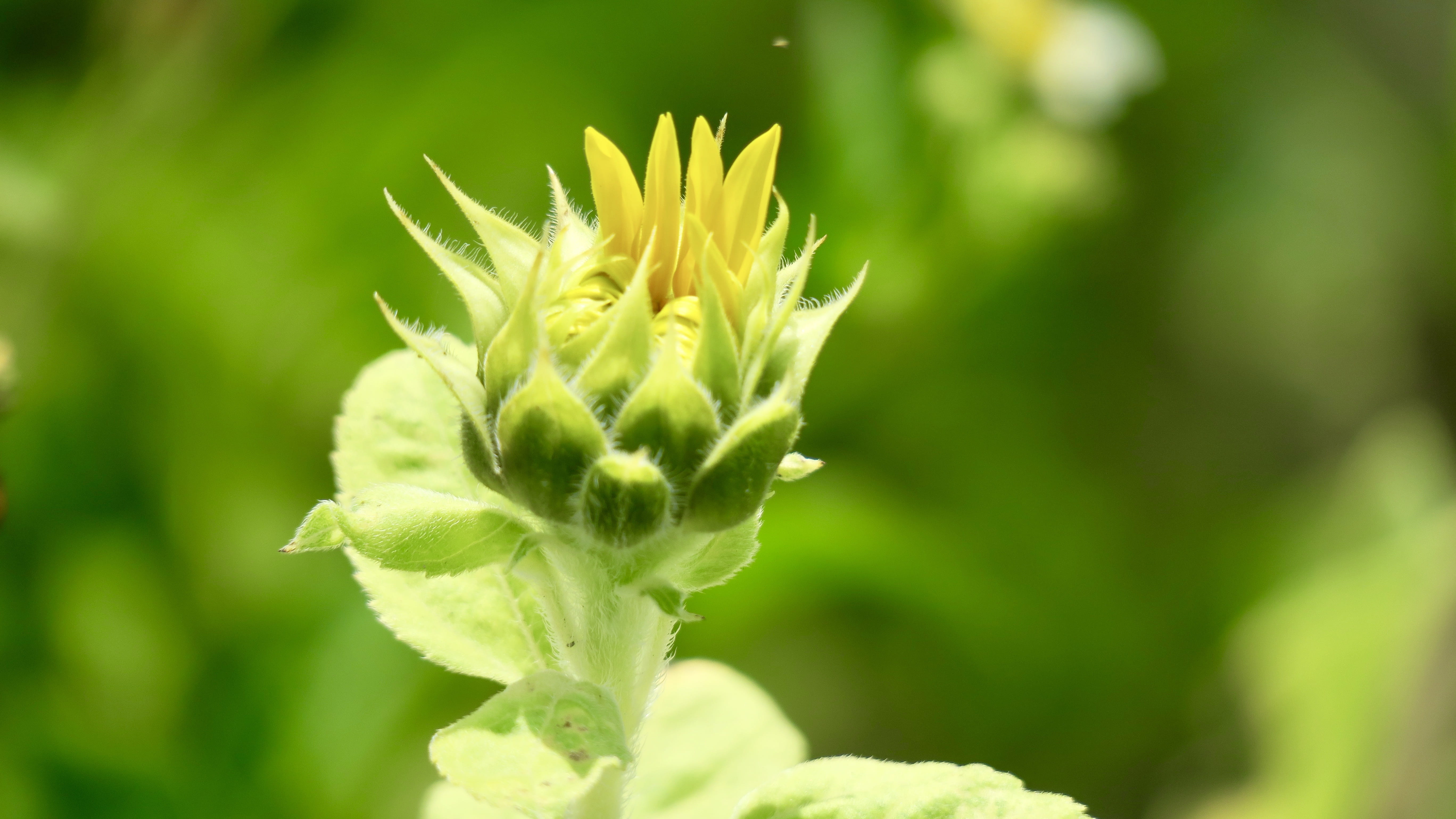 plant, bud, selective focus, sunflower, freshness, sepal, in full bloom, focus on foreground, flower head, flowering plant, yellow, flowers, beginnings, HD Wallpaper