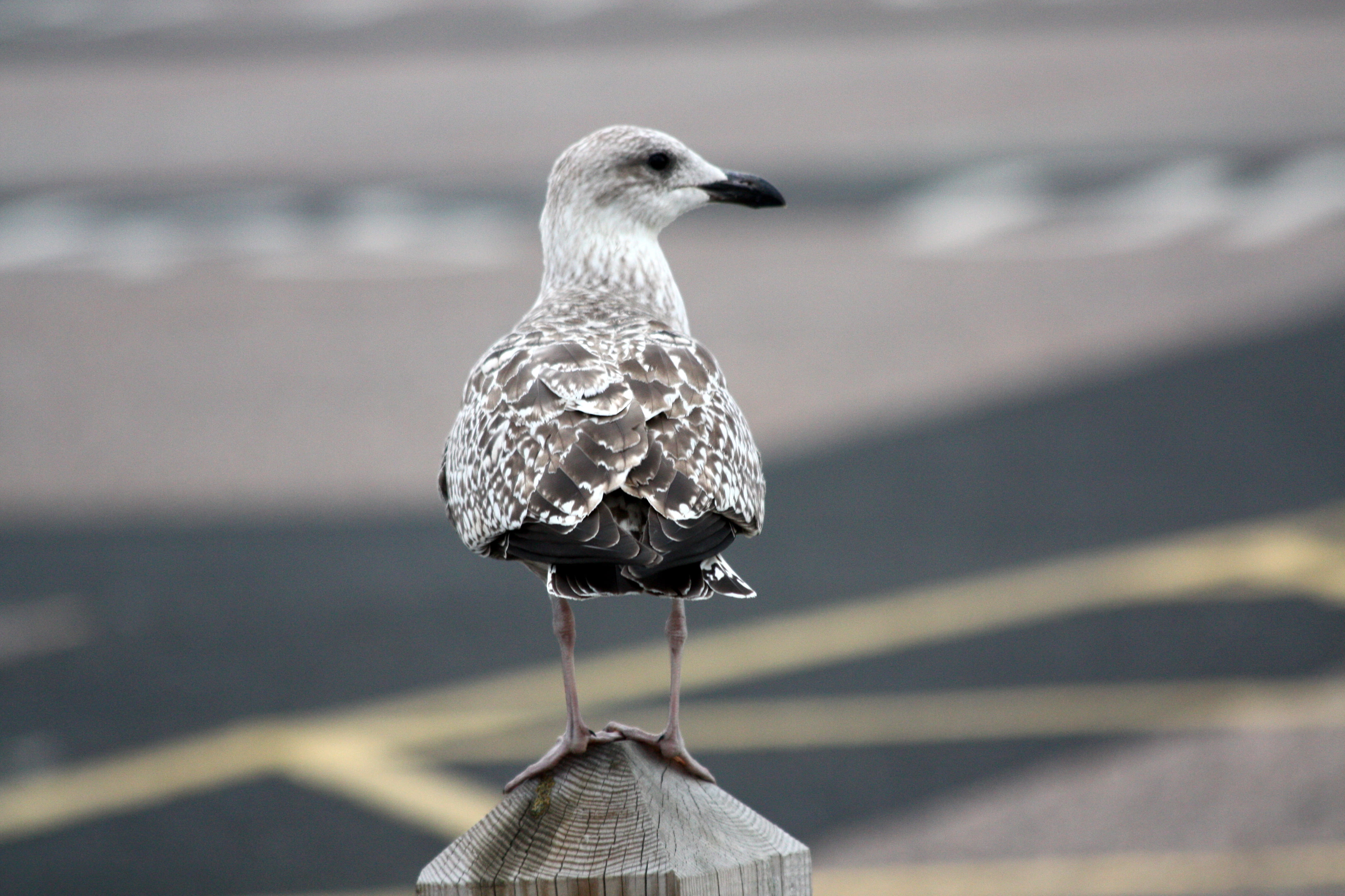 animal, Bokeh, grey, wildlife, Herne Bay  Kent, sea, 50 Shades of Gray, mottled, Sept, Carpark, Young, beach, post, Yellow Lines, gull, perching, bird, HD Wallpaper