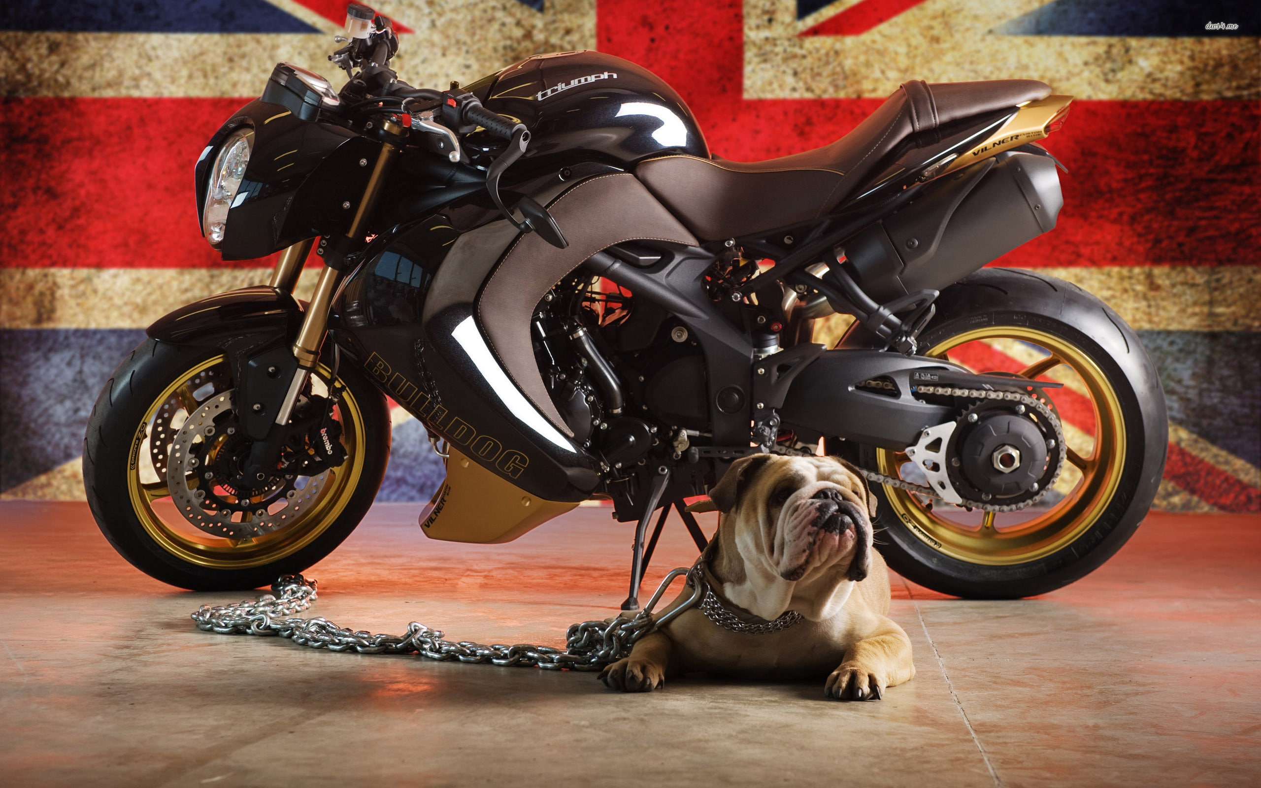 triumph, 2560x1600, bikes, background pictures, motorcycle  hd, desktops, motorcycles, motorcycle, 2K, speed, triple, HD Wallpaper