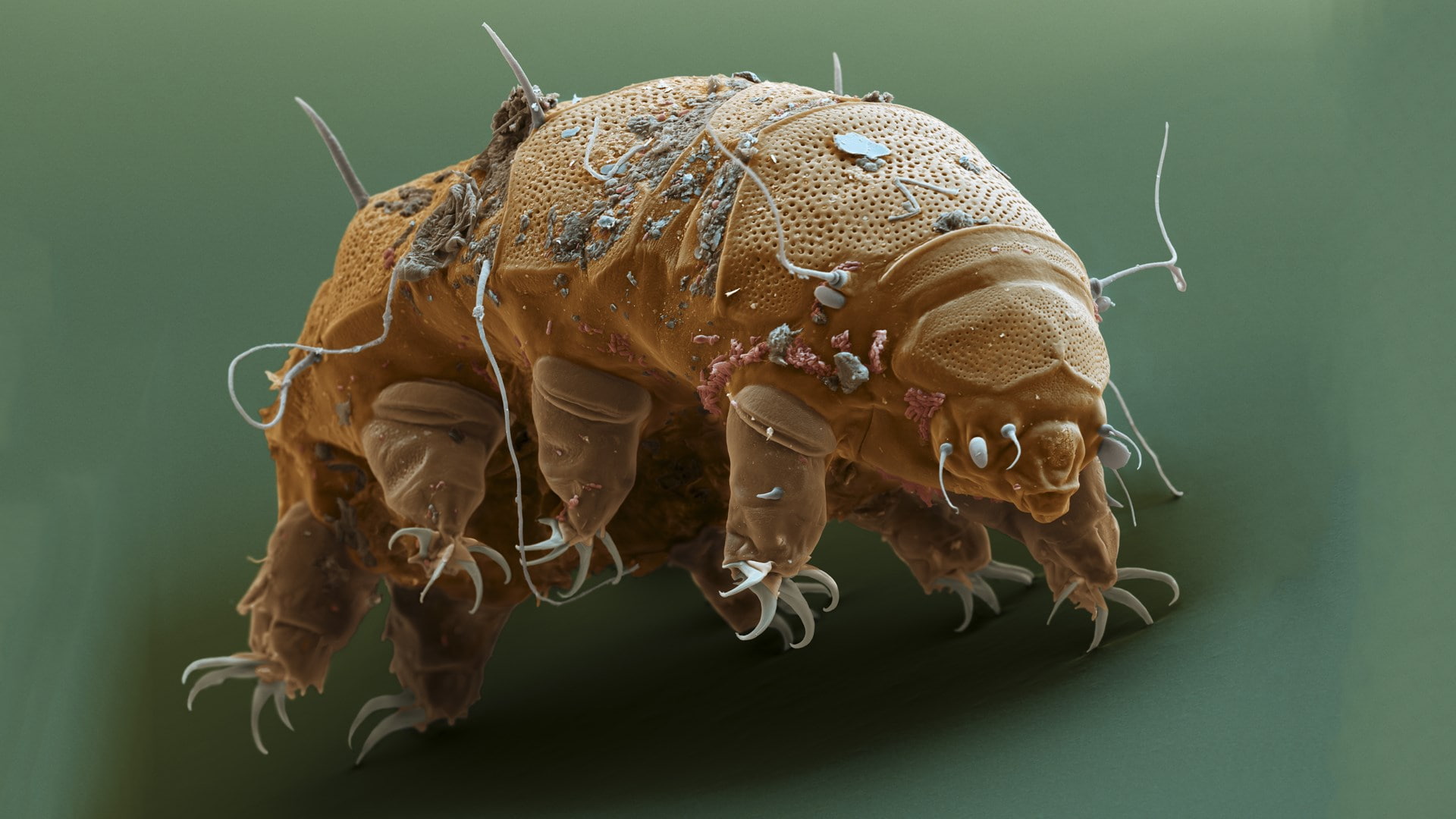 1080P, tardigrade, HD Wallpaper