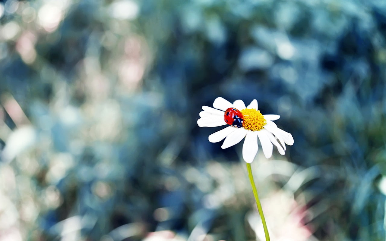 720P, matricaria, ladybugs, grass, insect, flowers, HD Wallpaper