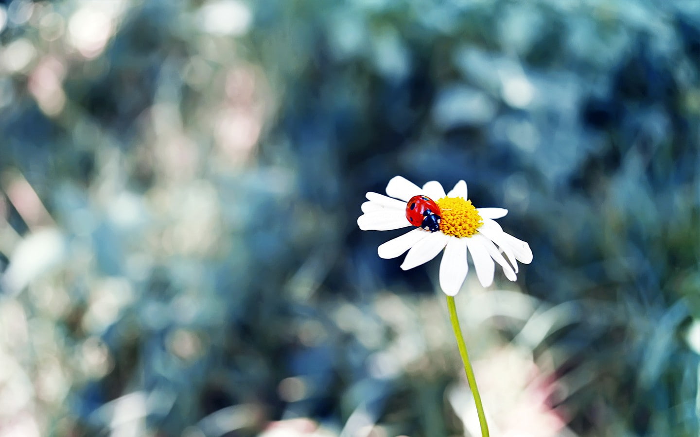 grass, freshness, plant, beauty in nature, fragility, day, inflorescence, white color, flower, one animal, no people, flowers, petal, vulnerability, matricaria, HD Wallpaper