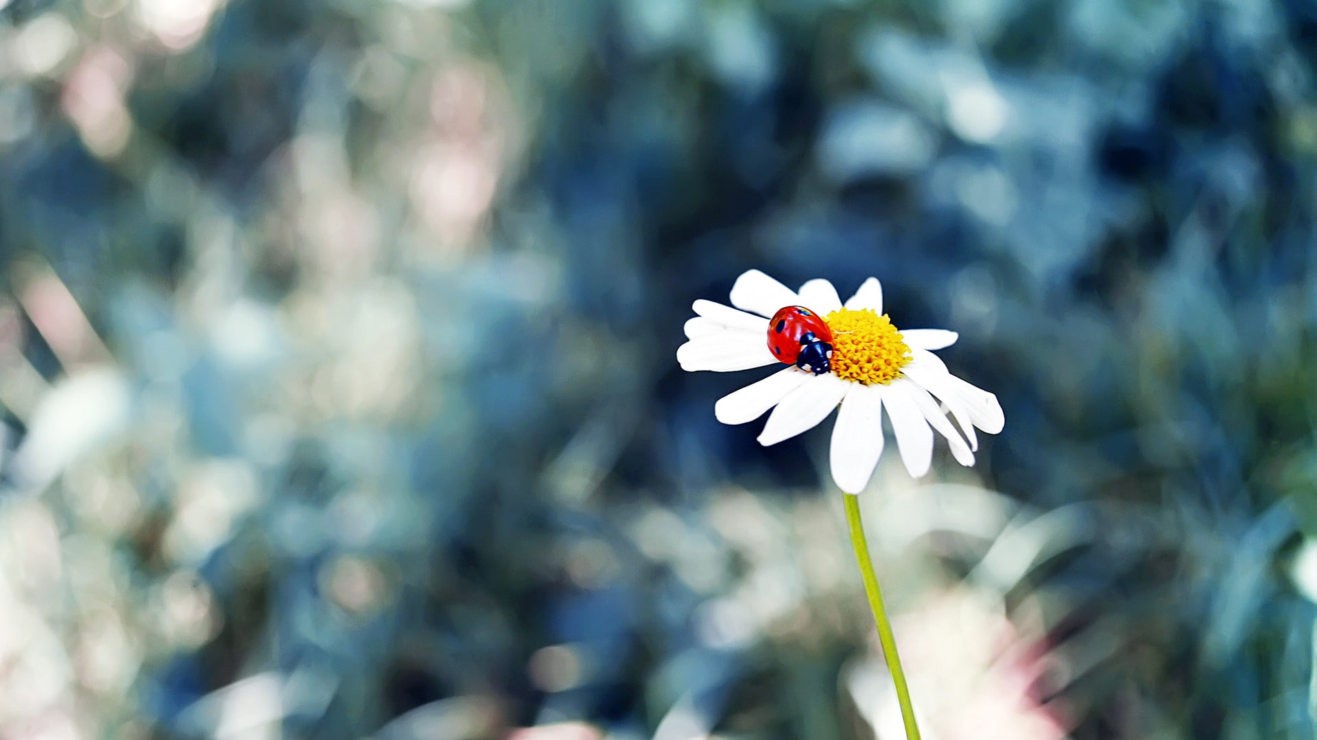 close-up, vulnerability, matricaria, flower head, butterfly - insect, grass, fragility, focus on foreground, animal wing, nature, animal wildlife, pollination, HD Wallpaper