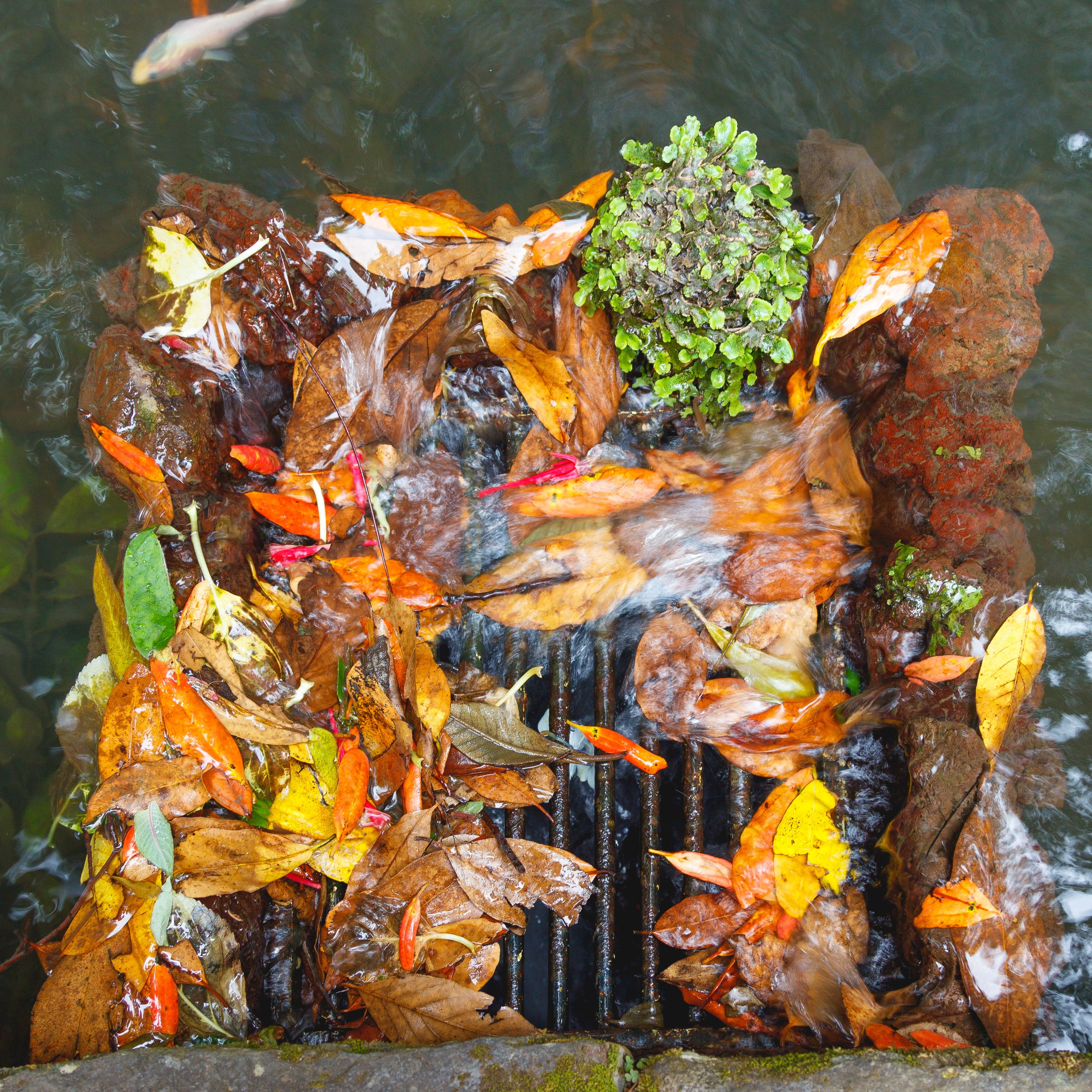 food, no people, rock, outdoors, animal, close-up, drain, blocked, water, food and drink, high angle view, leaves, grid, 2K, plant part, colorful, animal wildlife, Phone HD Wallpaper