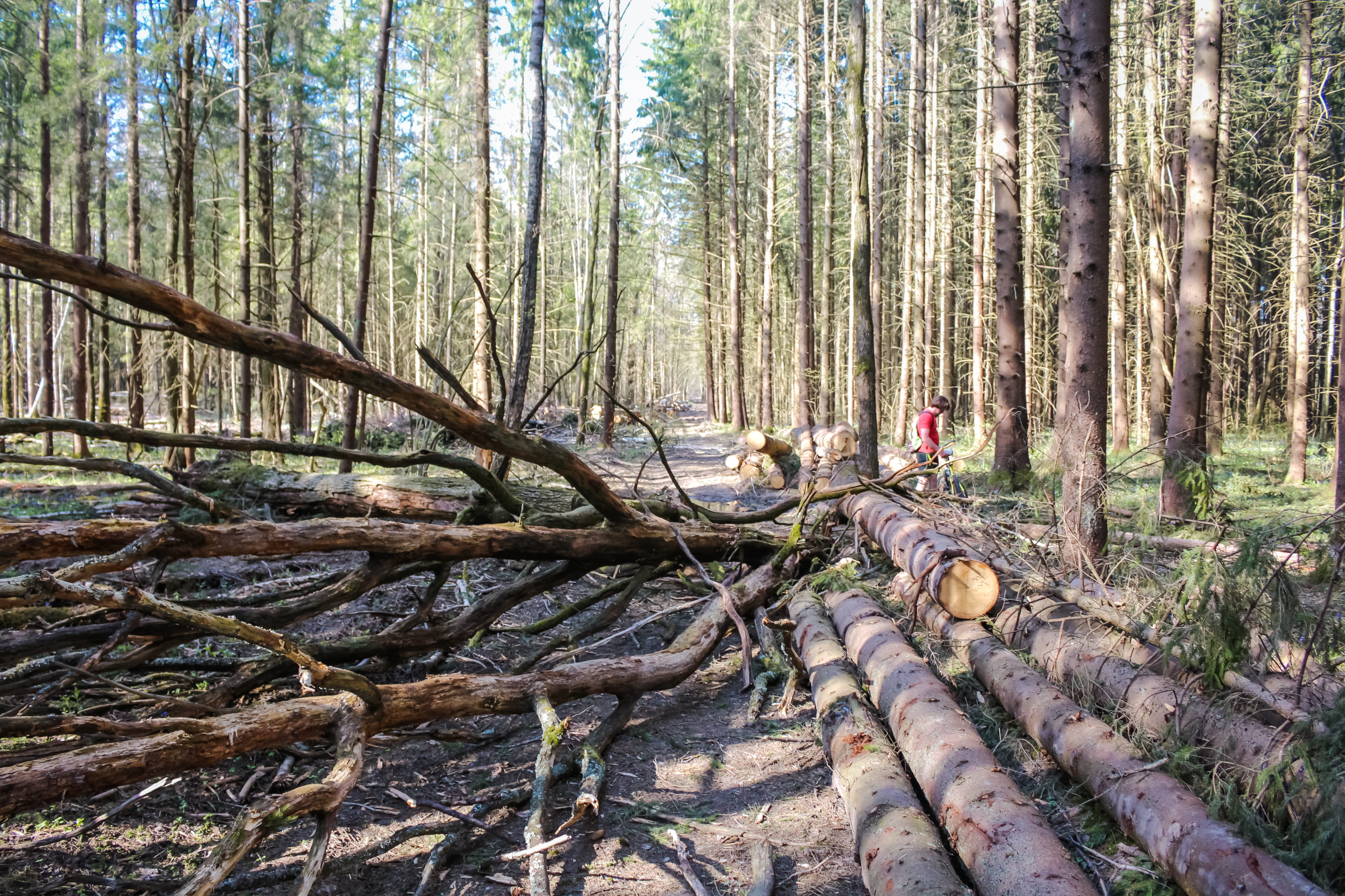tranquility, travel, dirt, non-urban scene, day, timber, wood - material, coniferous, rotten, deforestation, closed, wood, forest, trunks, detour, trunk, HD Wallpaper