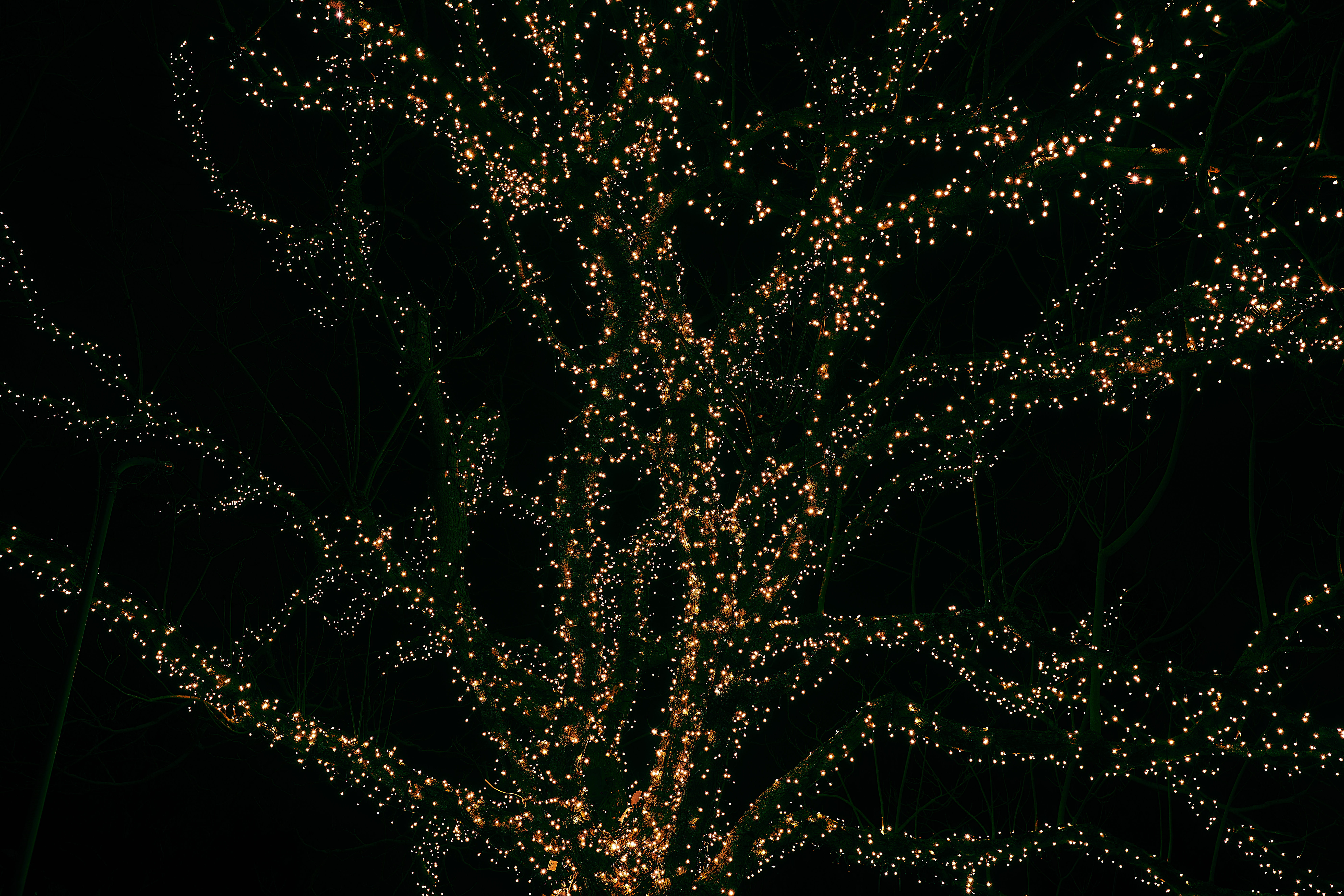 tree, decoration, black, christmas, closeup, trees, lighting equipment, nature, brown, no people, christmas ornament, string, plant, abstract, lights, photo, HD Wallpaper