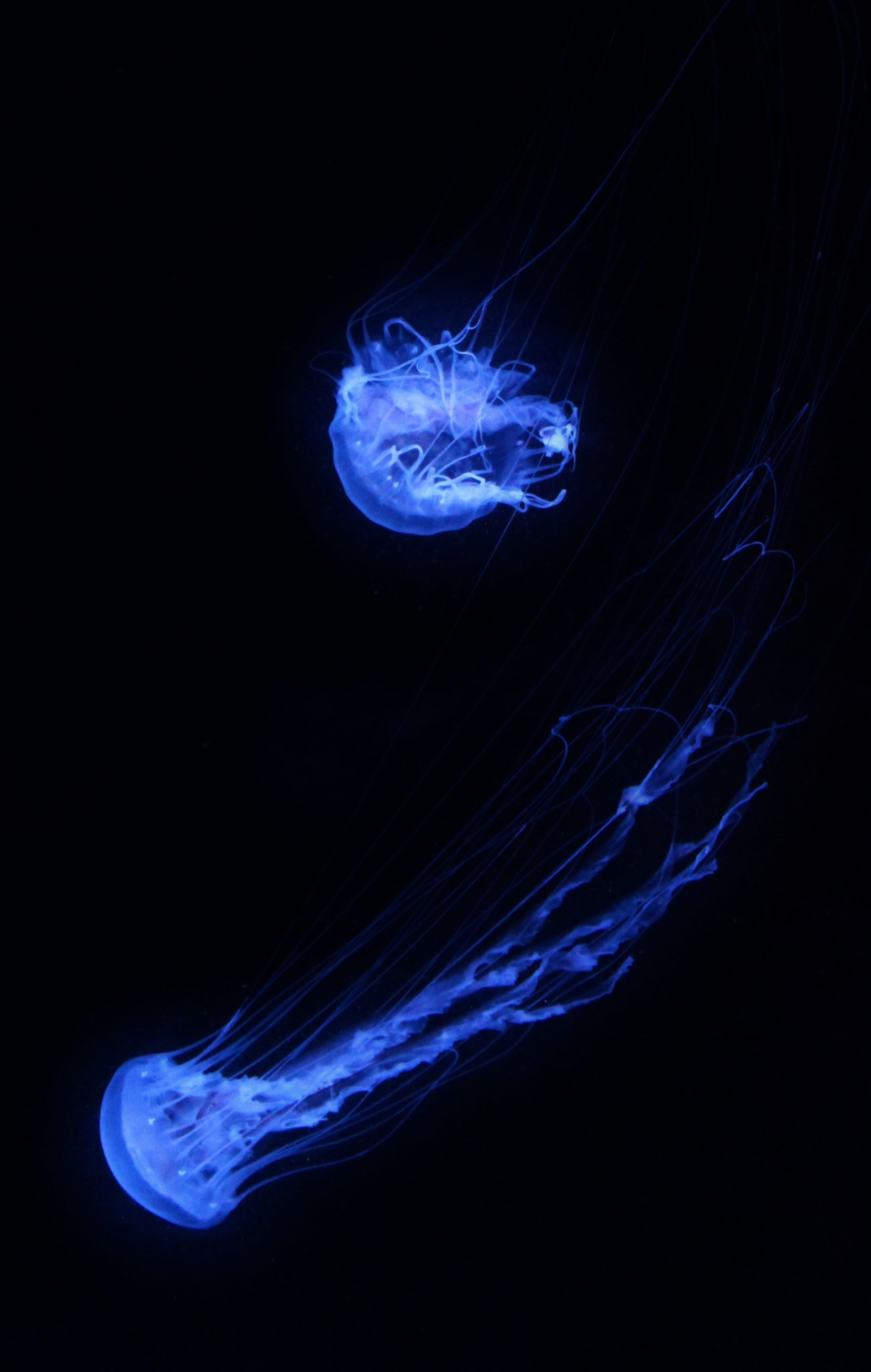 sea, fish, floating on water, aquarium, animal themes, blue, black background, 4K, invertebrate, sting, abstract, jelly, tentacles, sea life, swimming, Phone HD Wallpaper