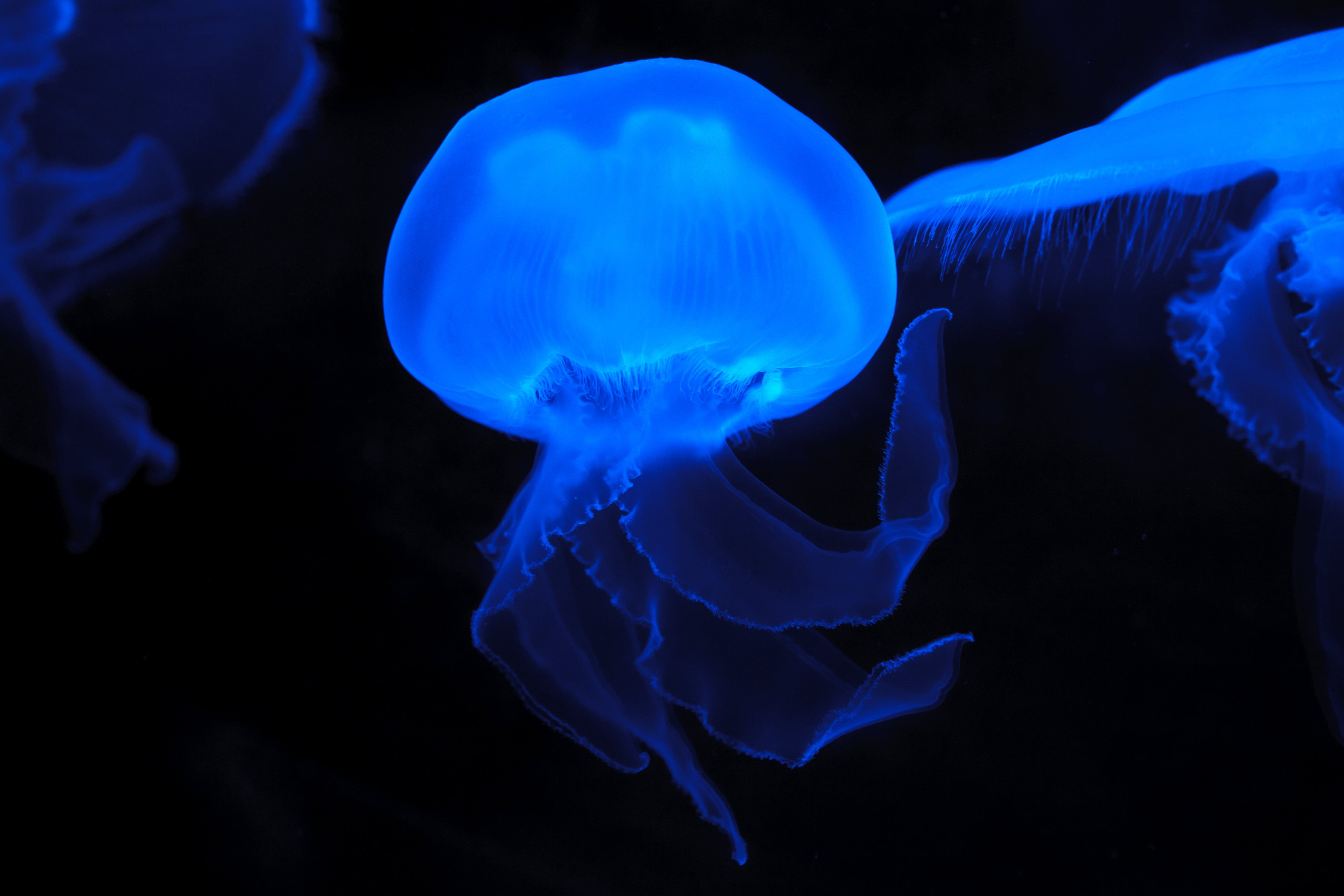 jellyfish, transparent, wildlife, invertebrate, group of animals, deep, dark blue, animals in the wild, jelly, blue, close-up, sea life, nature, aquarium, HD Wallpaper