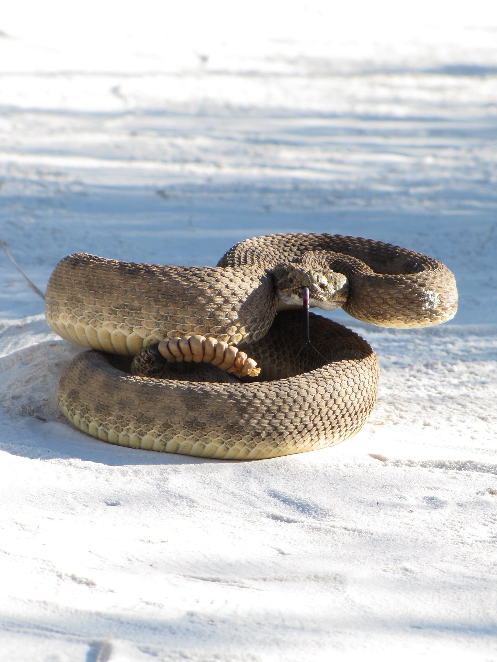 wildlife, danger, animal, poisonous, focus on foreground, 1080P, cold temperature, nature, animal themes, prairie rattlesnake, dangerous, day, sunlight, Phone HD Wallpaper