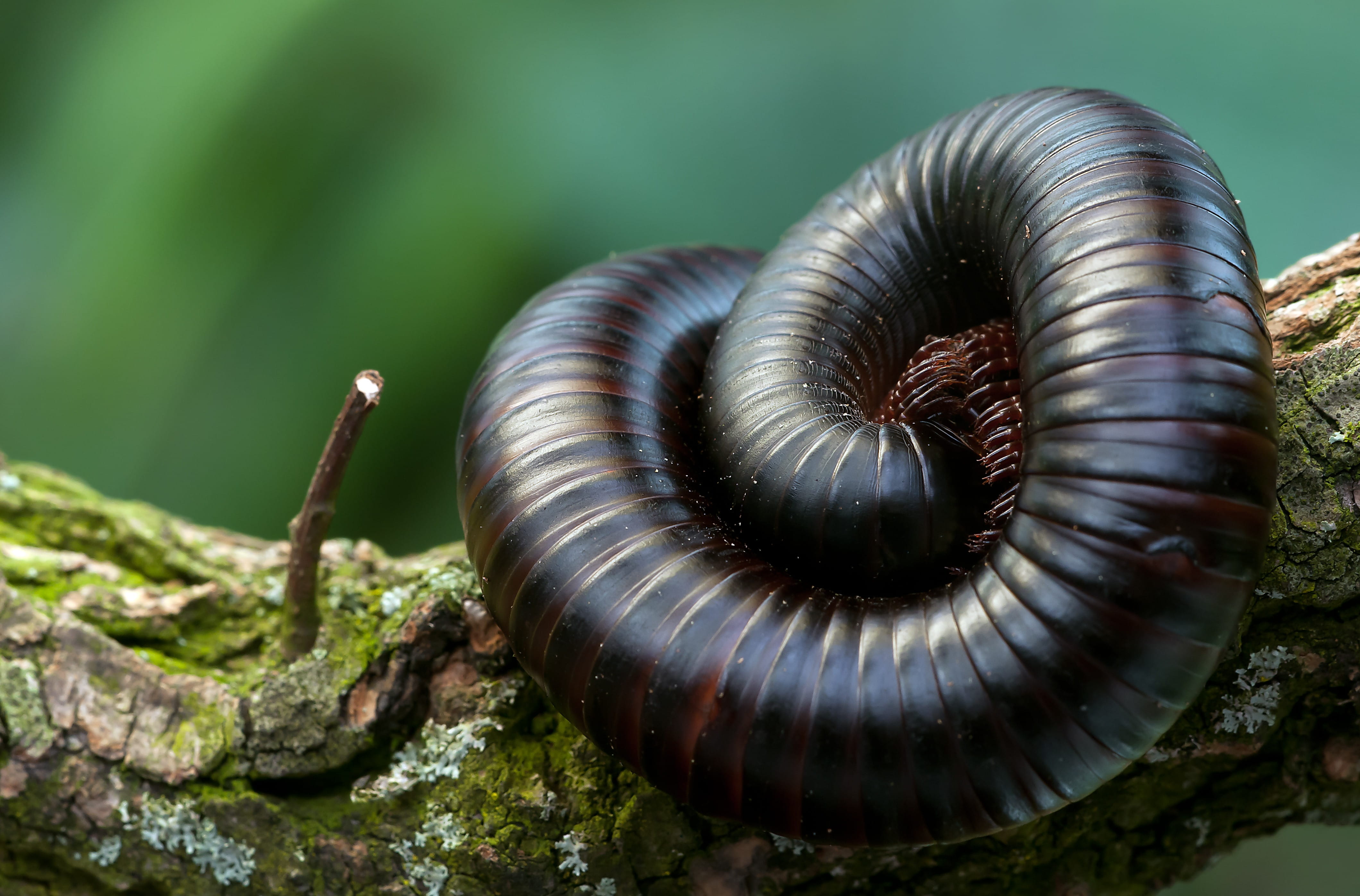 biology, animal themes, crawling, giant centipedes, invertebrate, rock, animal shell, insect, terrarium, nature, brown, centipede, worm, macro, arthropod, HD Wallpaper