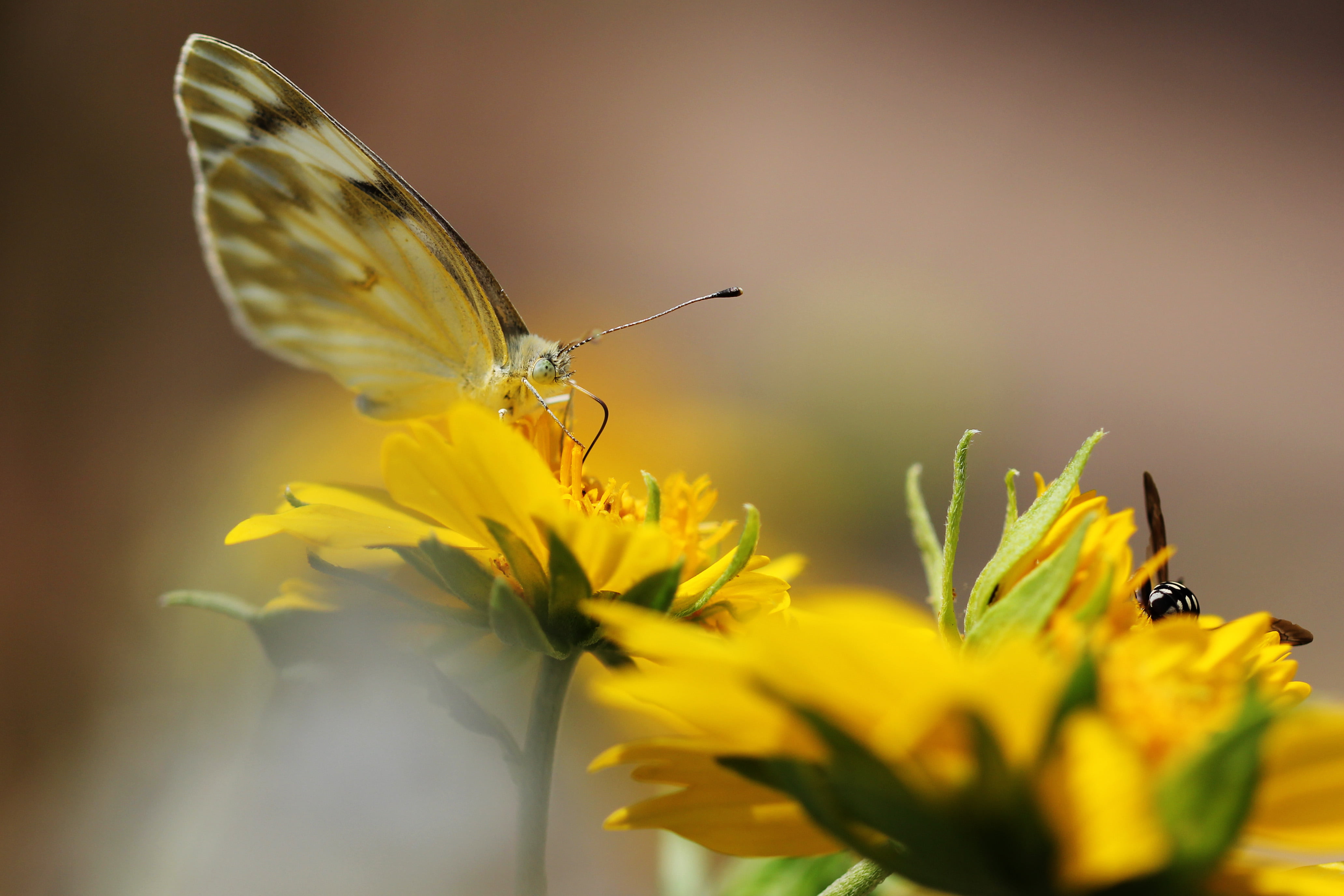 photo, arthropoda, Checkered White, arthropod, invertebrate, canon, entomology, blur, 60D, butterfly, bug, macro, White Butterfly, petaled, Checkered  White, HD Wallpaper