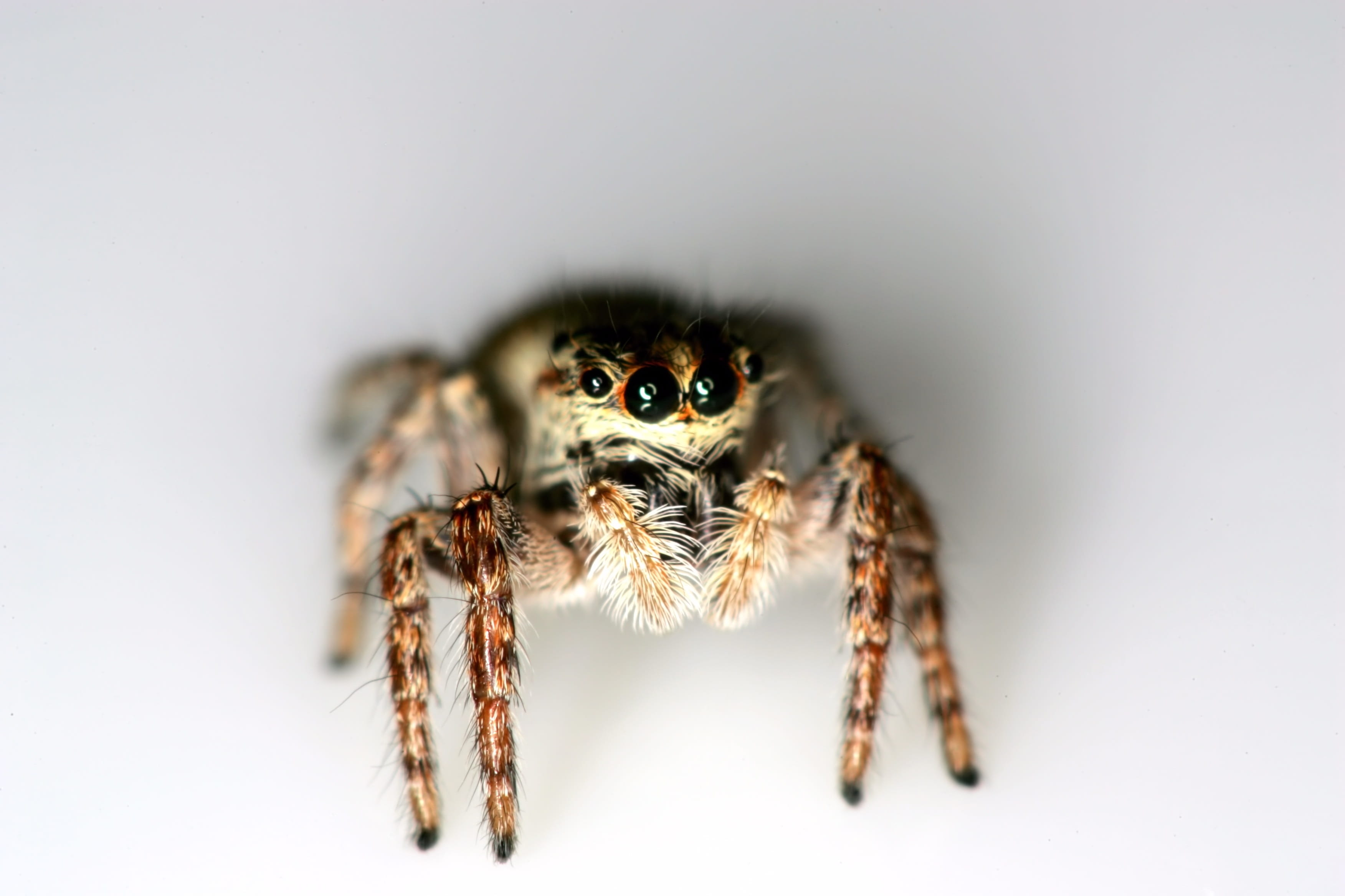 no people, invertebrate, close-up, studio shot, eye, animal themes, 2K, animal wildlife, jumping spider, Hopping, animals in the wild, poisonous, Arthropod, HD Wallpaper