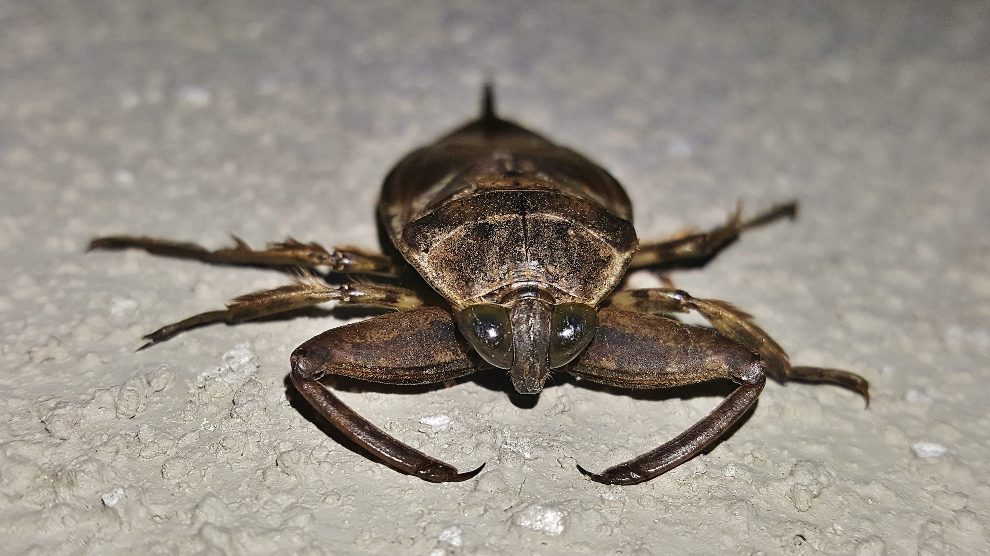 insects, pincers, close up, marine, one animal, animals in the wild, full length, animal body part, insect, Biter, arthropods, beetles, invertebrate, arachnid, HD Wallpaper