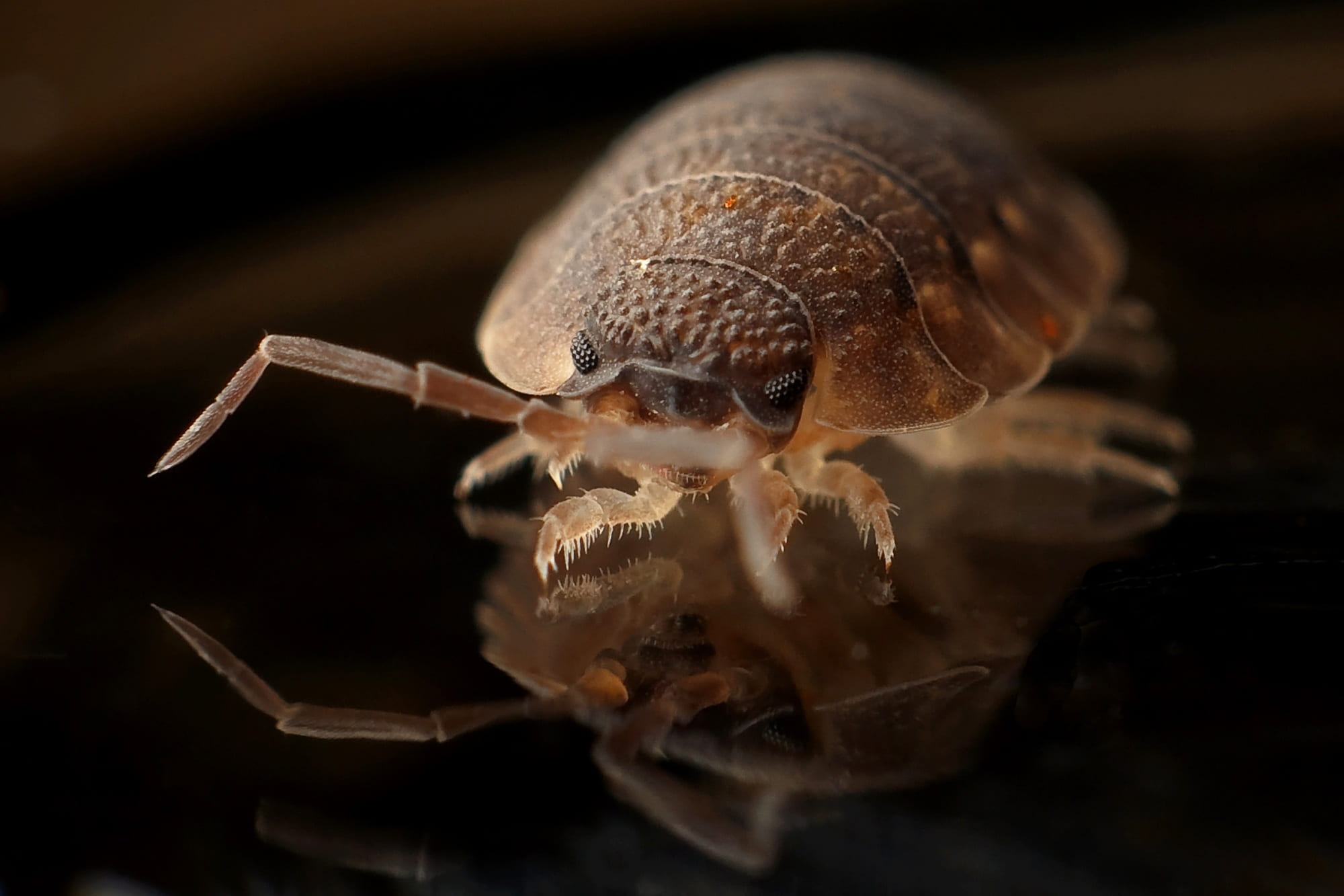 worm, animals in the wild, marine, brown, armadillo, pill, photography, animal shell, crustacean, no people, zoology, shell, studio shot, black background, HD Wallpaper