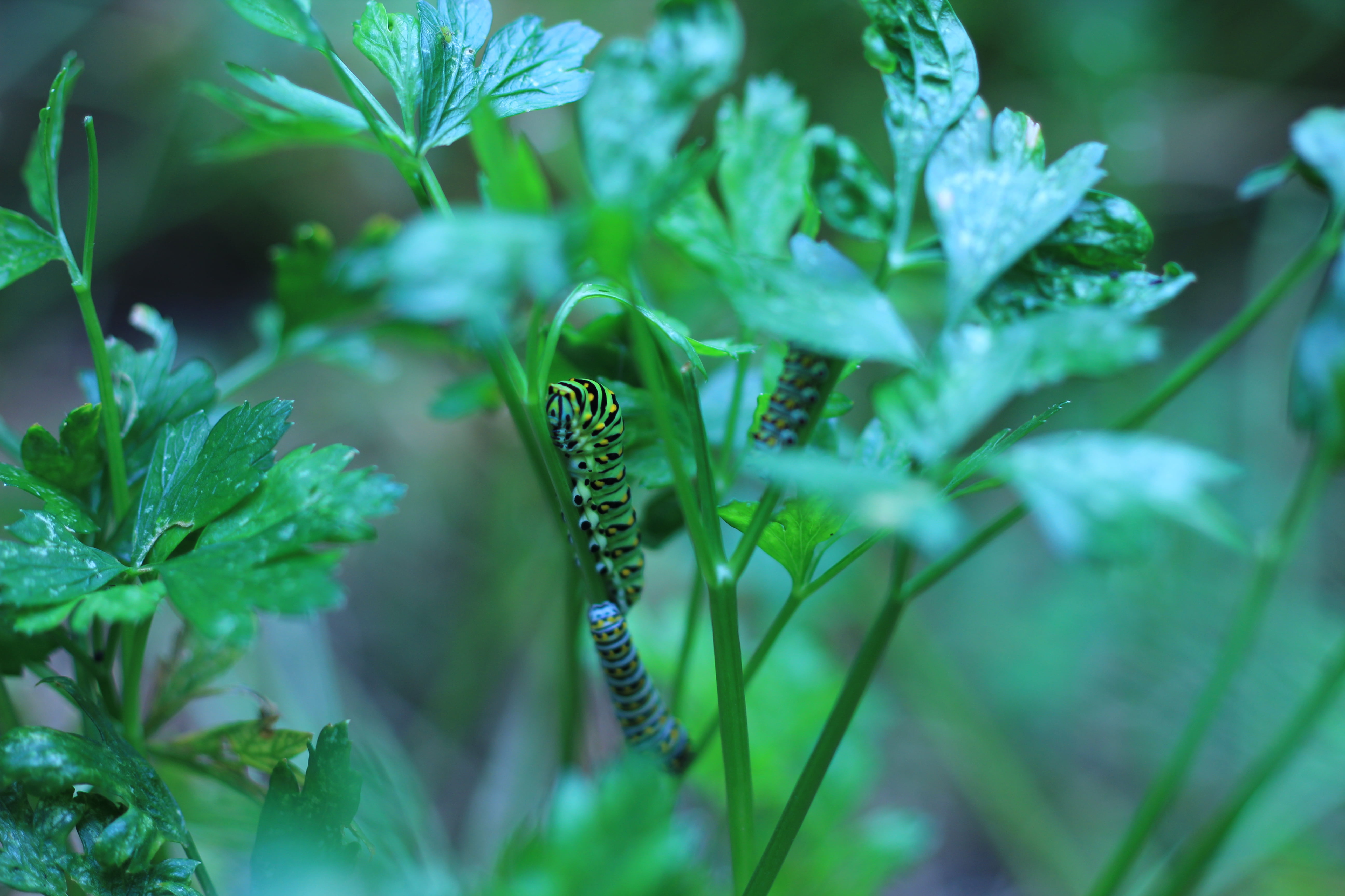 Garden, summer, caterpillars, nature, green Color, untitled, close-up, insects, plant, insect, 5K, HD Wallpaper