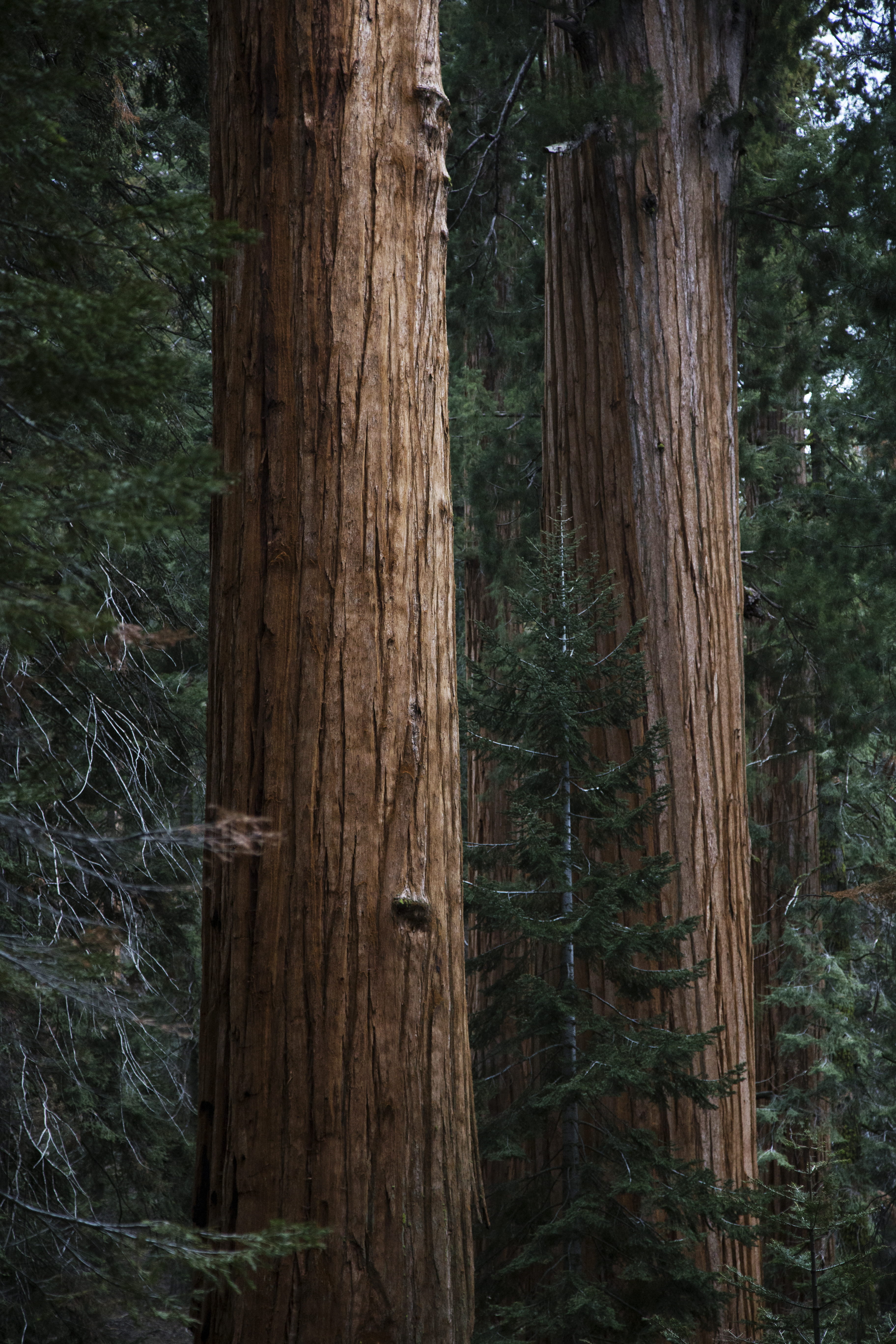 plant, wood - material, day, brown, pine, sequoium, no people, tree trunk, trunk, growth, green, land, redwood, forest, tree, bark, woodland, daytime, close-up, Phone HD Wallpaper