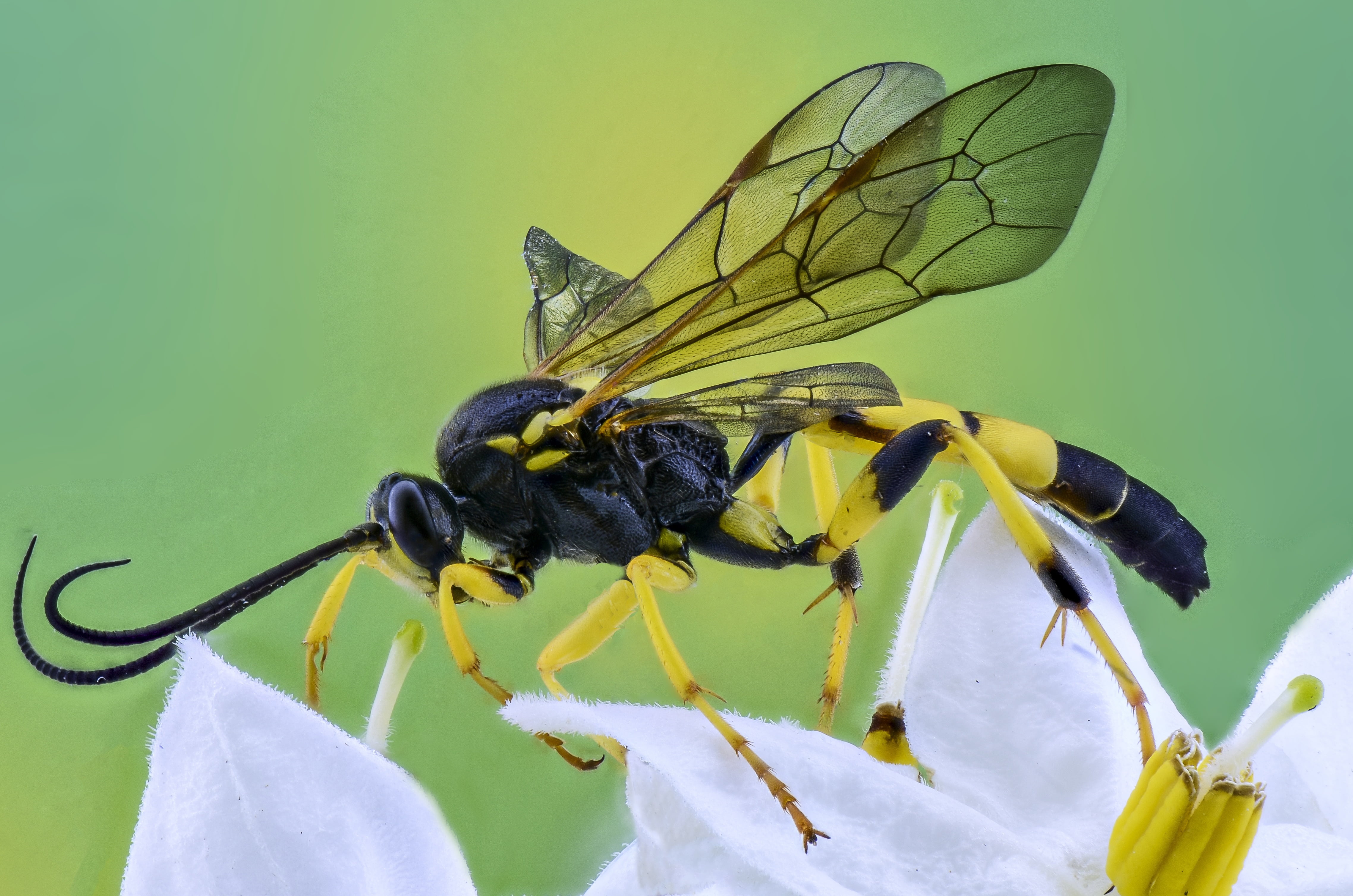 antenna, day, wildlife, focus on foreground, animal, wings, no people, animal photography, group of animals, petals, bee, two animals, close-up, fragility, HD Wallpaper