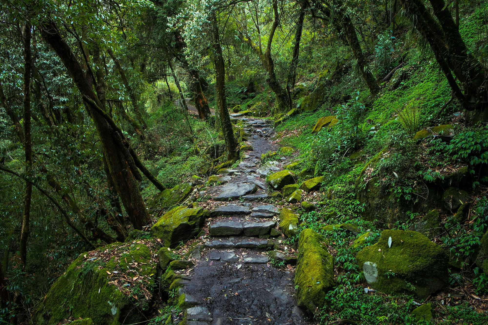 outdoors, trail, tree, day, nature, 1080P, no people, trees, lush foliage, scenics - nature, flowing, woodland, jungle, forest, tranquility, the way forward, HD Wallpaper