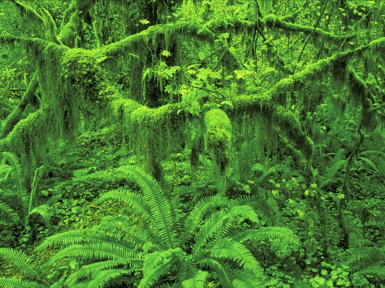 trees, plants, jungle, nature, 720P, green, HD Wallpaper