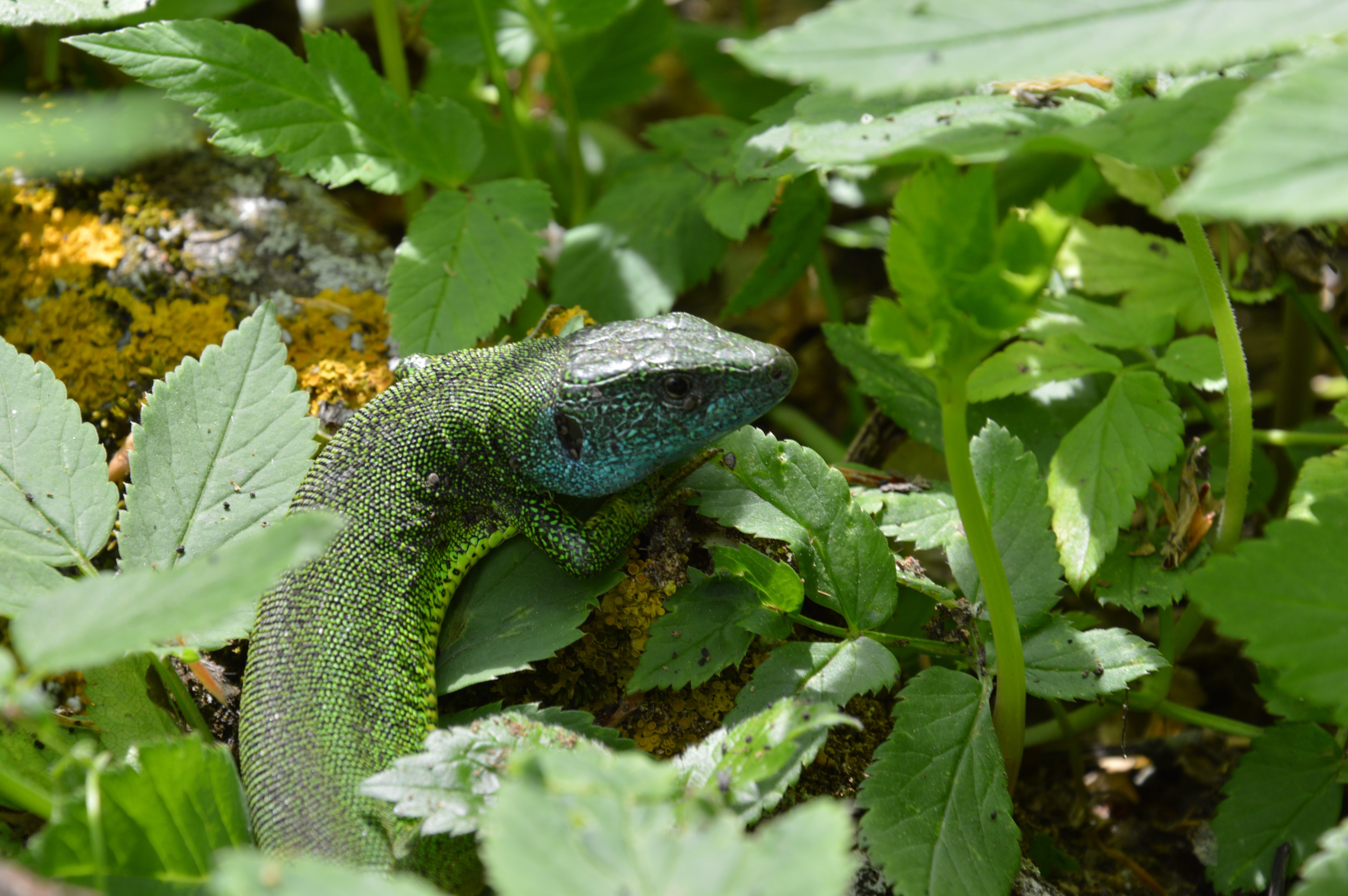 reptile, plant part, animals in the wild, close-up, lizard, green color, one animal, growth, iguana, outdoors, animal, nature, lizards, no people, reptiles, HD Wallpaper