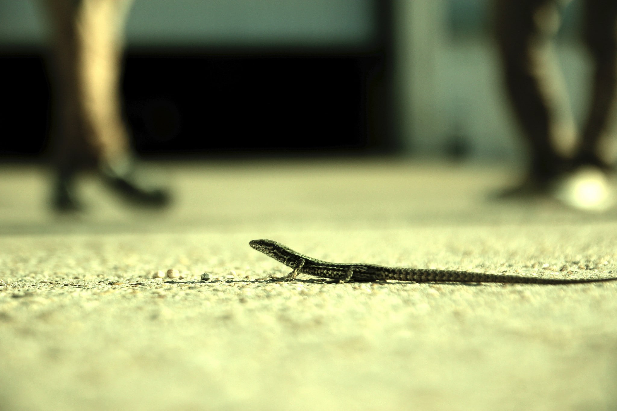 animal head, animal wildlife, invertebrate, 1080P, surface level, reptiles, animal body part, animal, outdoors, no people, day, animal themes, depth of field, HD Wallpaper