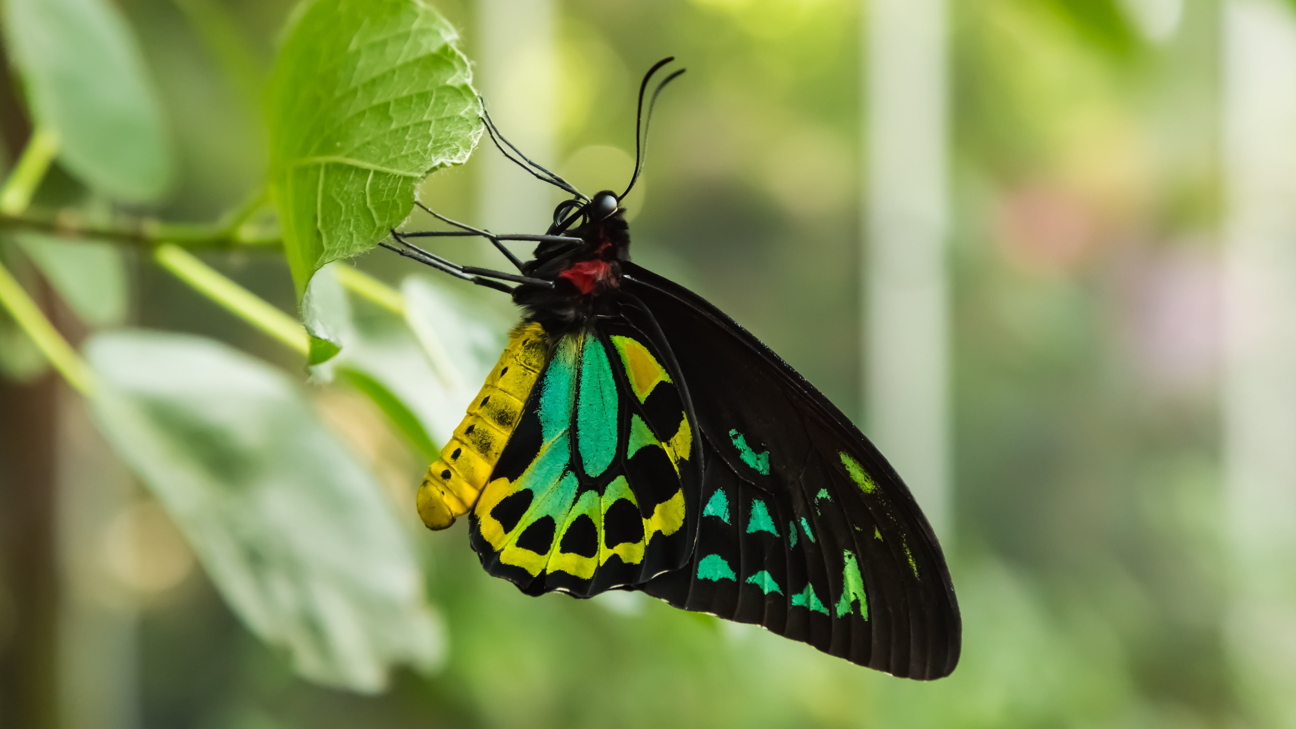 plant part, green color, black, outdoors, butterfly - insect, no people, wildlife, pollination, animals in the wild, pattern, yellow, one animal, invertebrate, HD Wallpaper