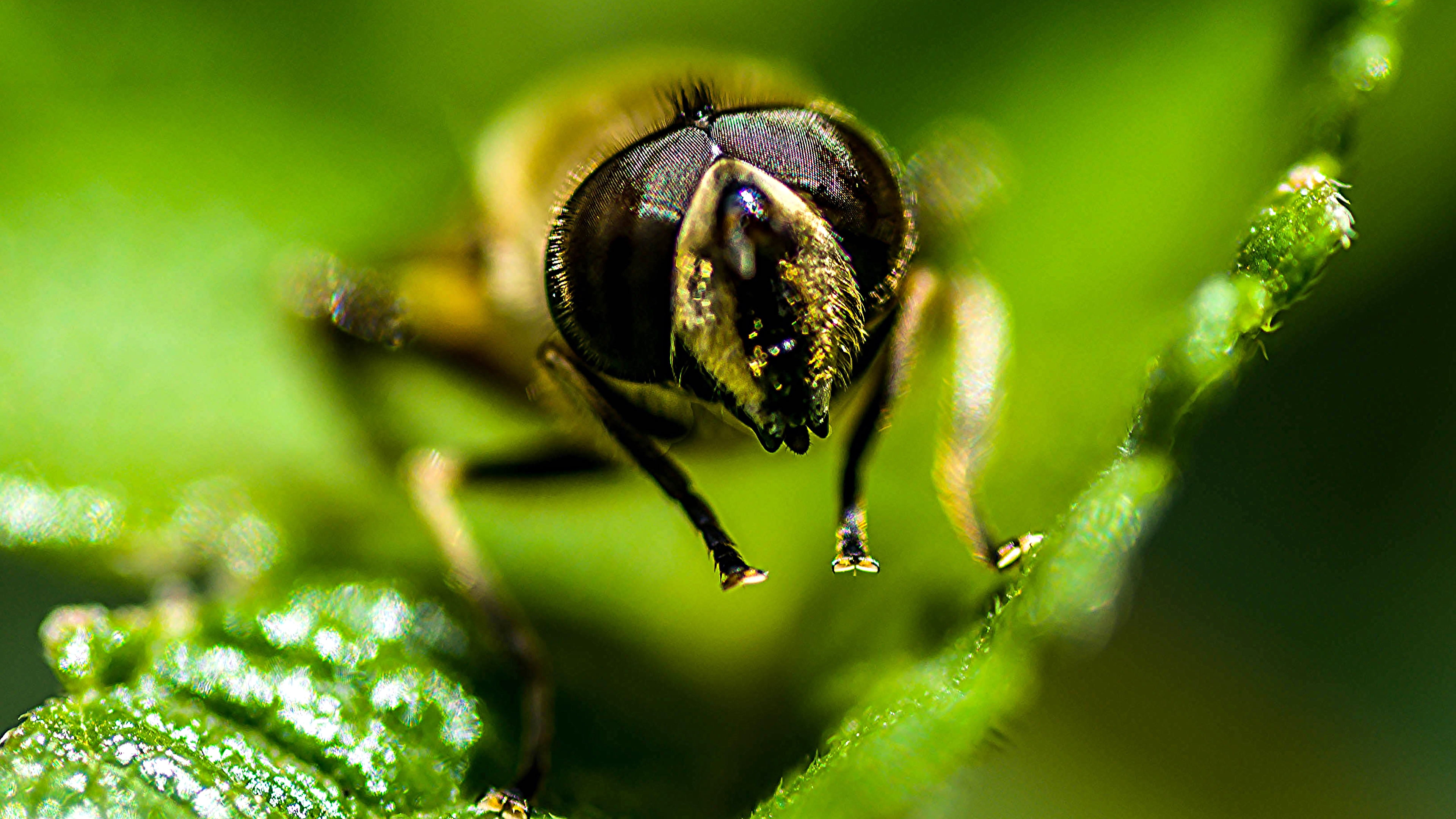 africa, field, 4K, bright, macro, bug, Eyes, green, yellow, flower, bokeh, tamron, animal, Bee, micro, close, butterfly, photography, nikon, HQ, garden, HD Wallpaper