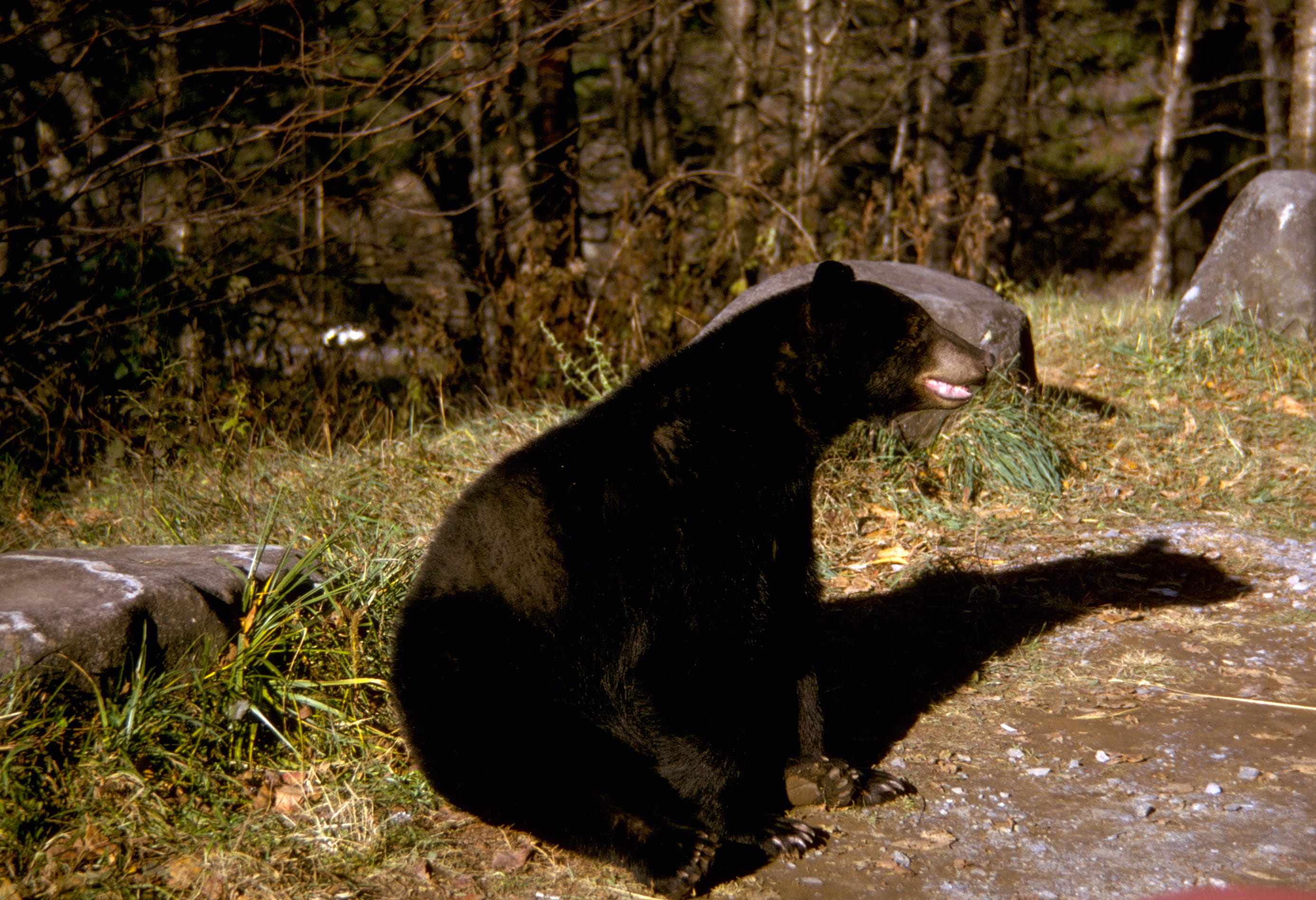 photos, aggression, animals In The Wild, Black Bear, water, outdoors, mammal, forest, smoky, mouth open, mountains, hunting, animals hunting, day, animal, HD Wallpaper