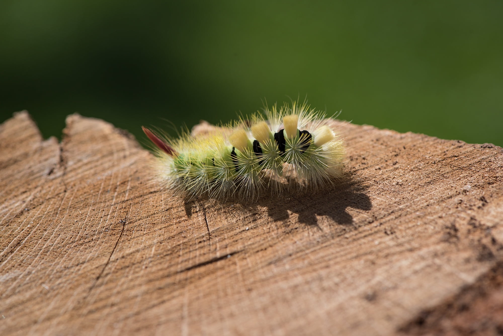close, invertebrate, hairy, close-up, brown, plant, danger, animals in the wild, calliteara pudibunda, green, no people, red tailed, outdoors, wood - material, HD Wallpaper