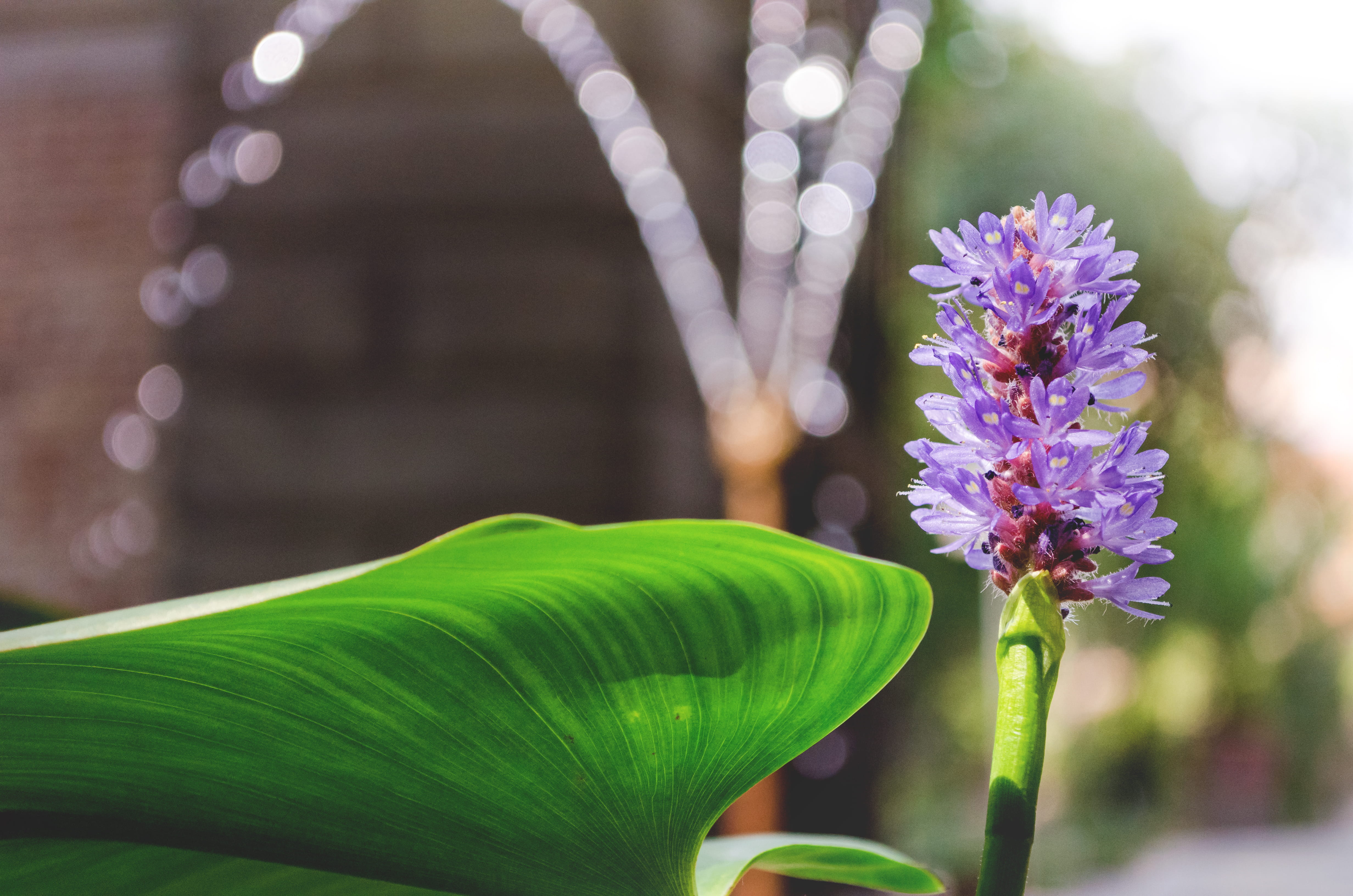 purple, 4K, growth, water, outdoors, weed, spring, freshness, flower, no people, focus on foreground, beauty in nature, plant, fragility, vulnerability, HD Wallpaper